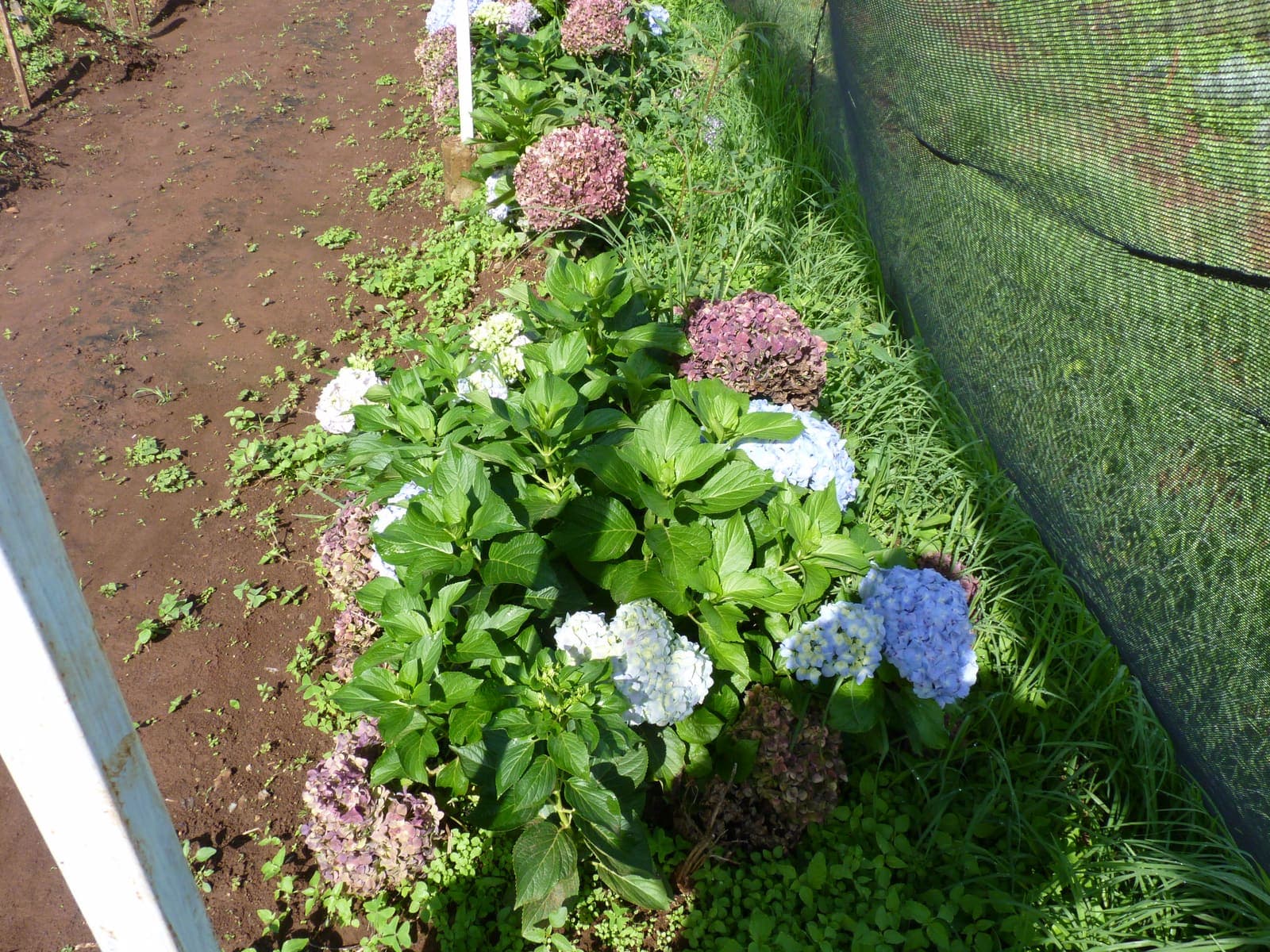 Specialty herb rows on partner farms