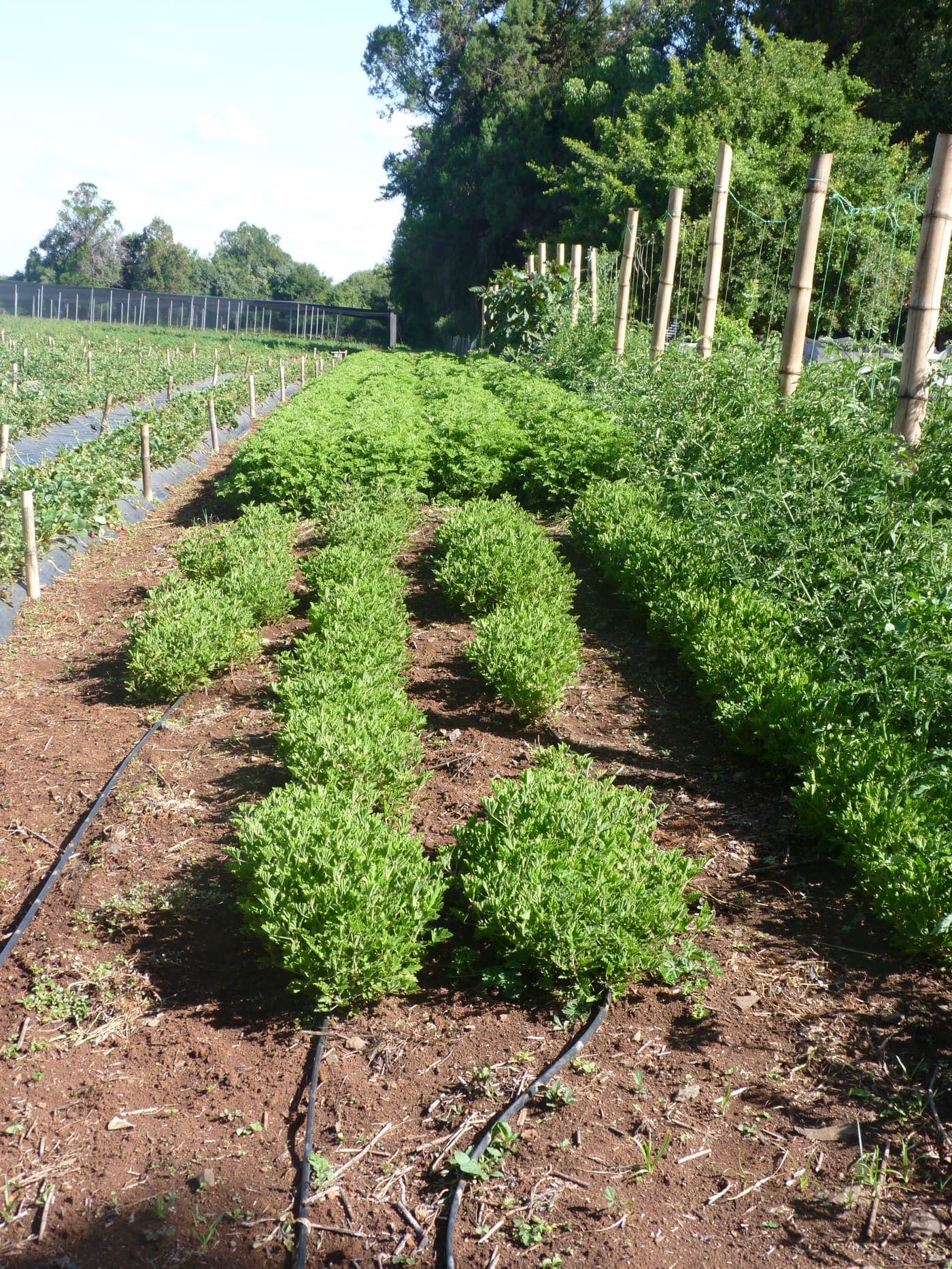 Crop rows on a partner farm