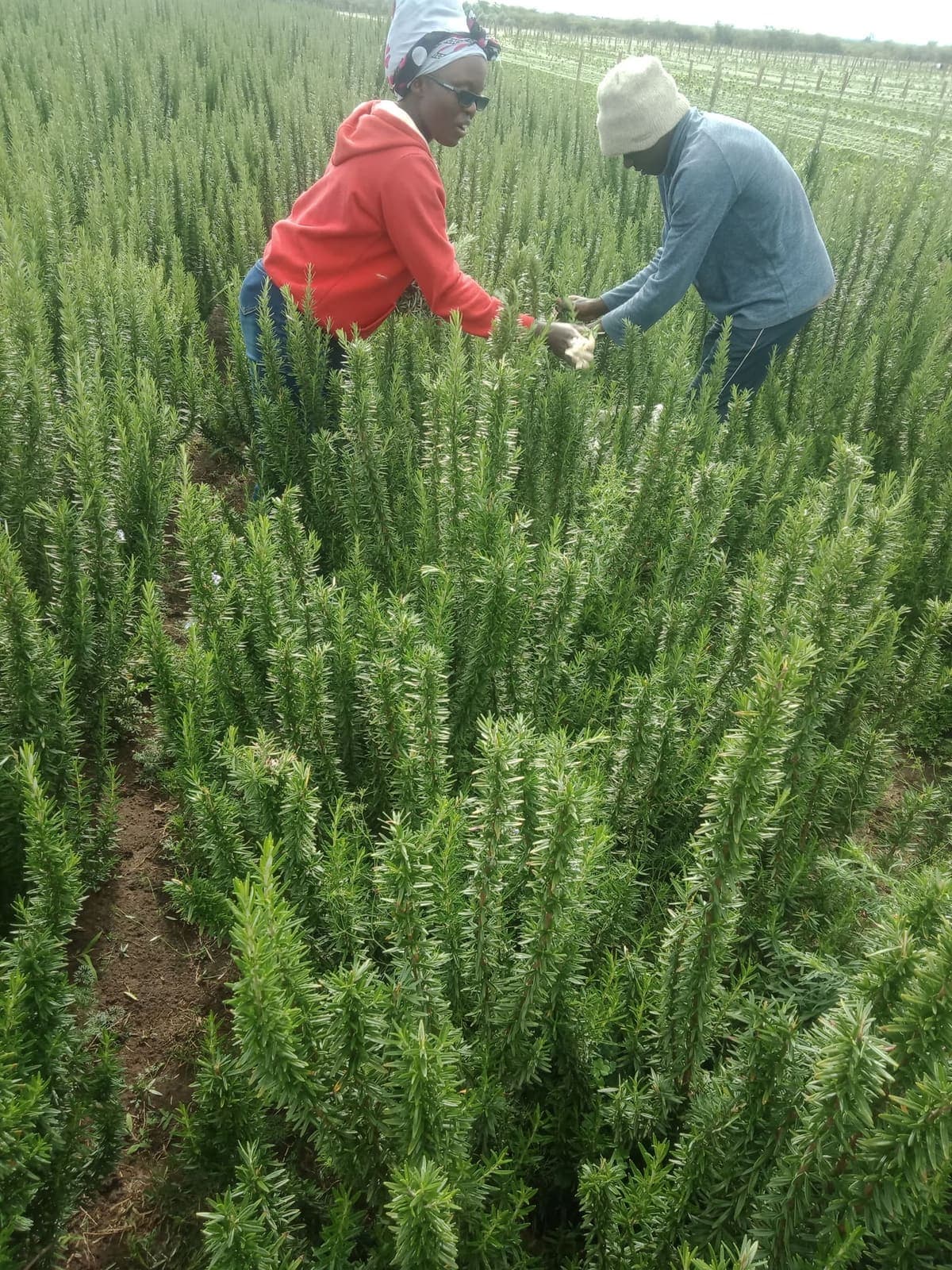 Ann and partners harvesting rosemary in the field