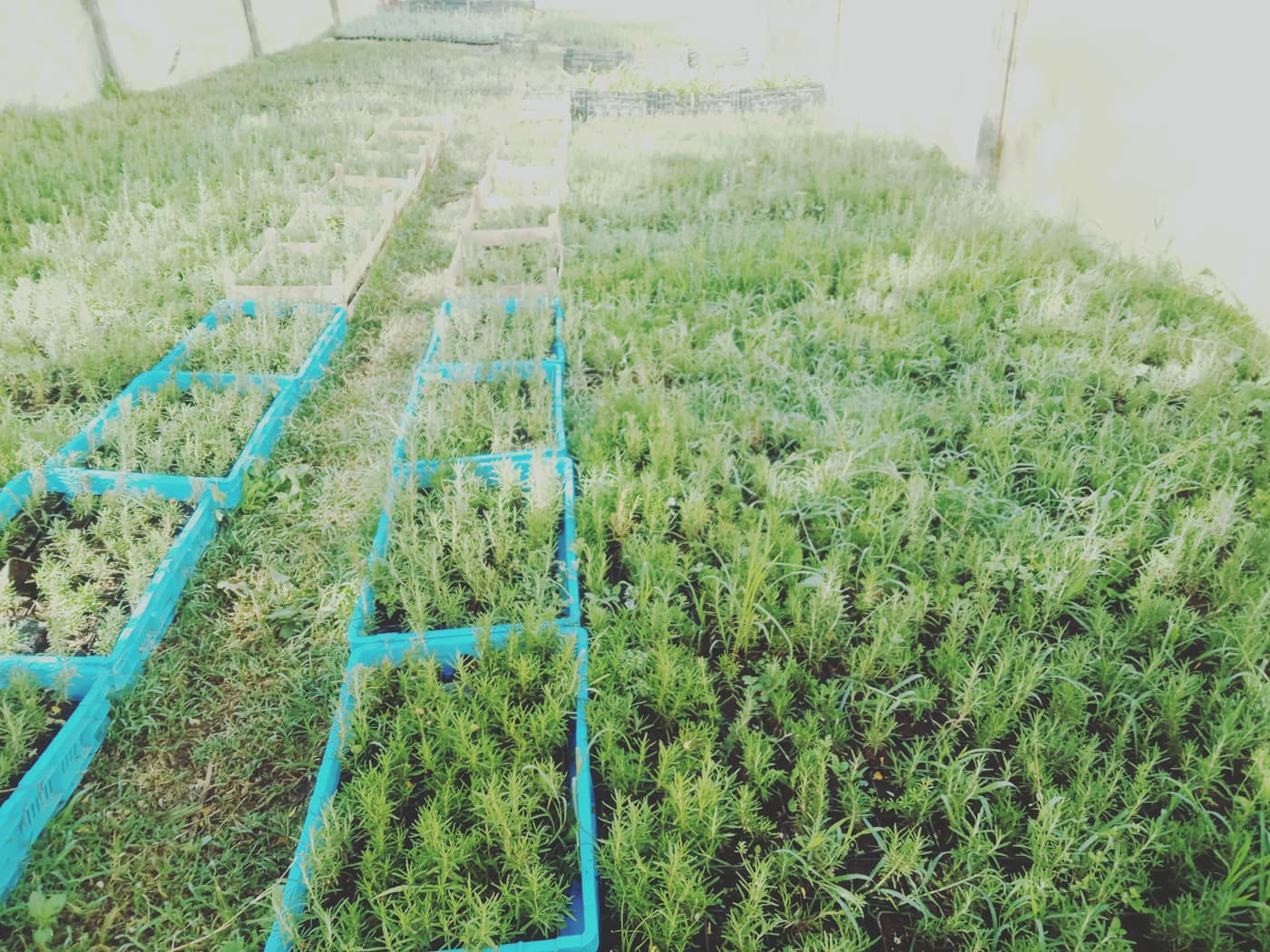 GGG Produce farm and herb photography (29)
