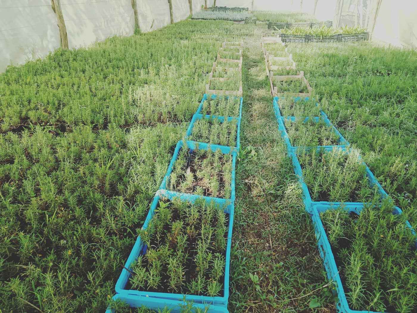 GGG Produce farm and herb photography (30)