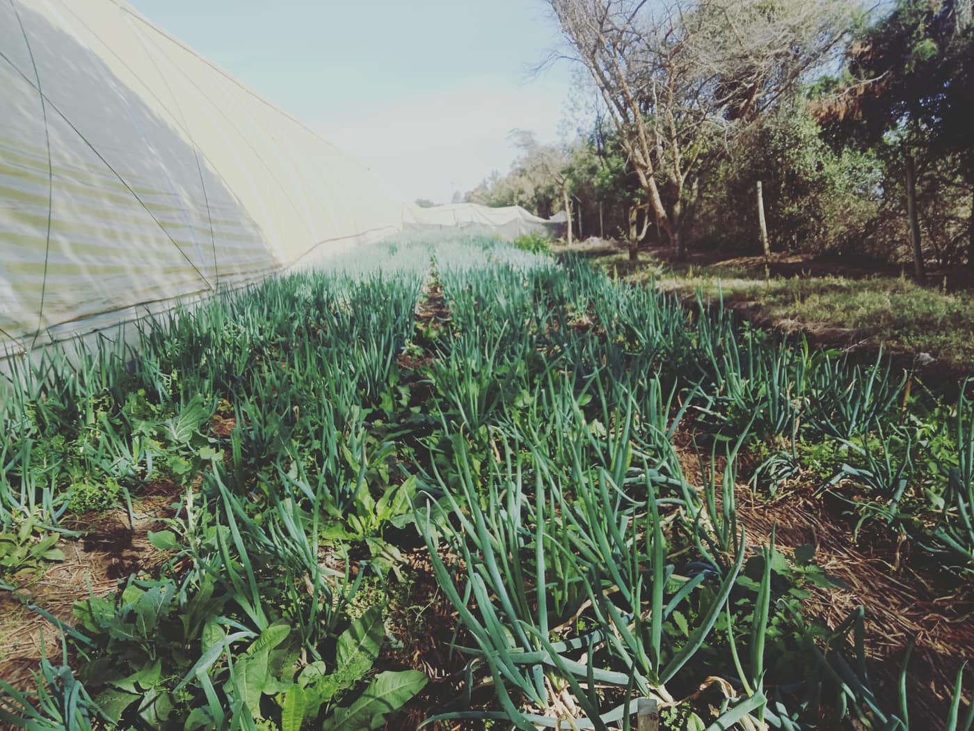 GGG Produce farm and herb photography (31)