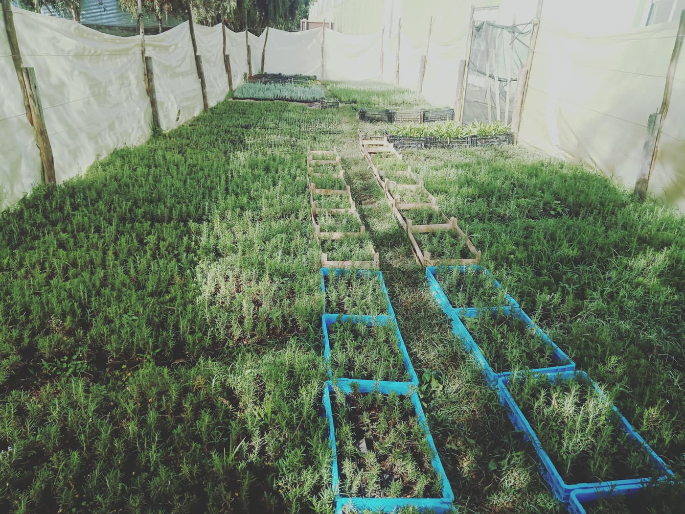 GGG Produce farm and herb photography (32)