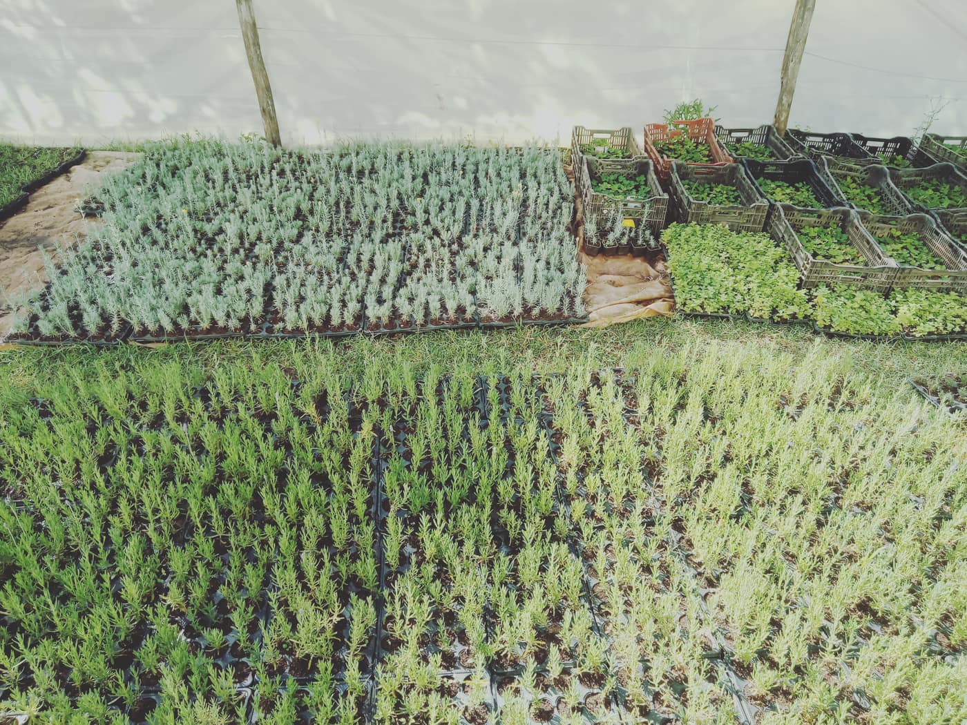 GGG Produce farm and herb photography (34)