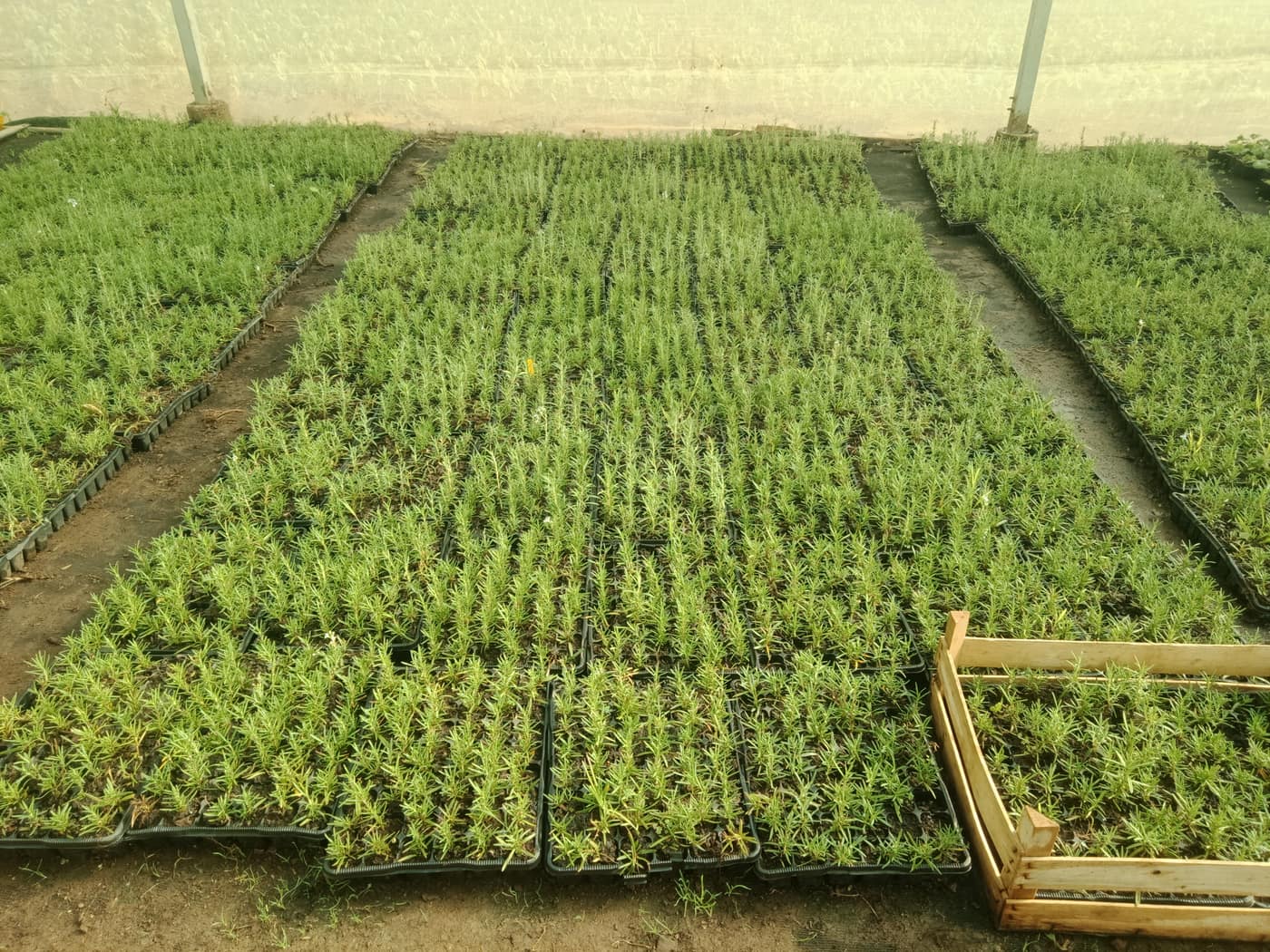 GGG Produce farm and herb photography (38)