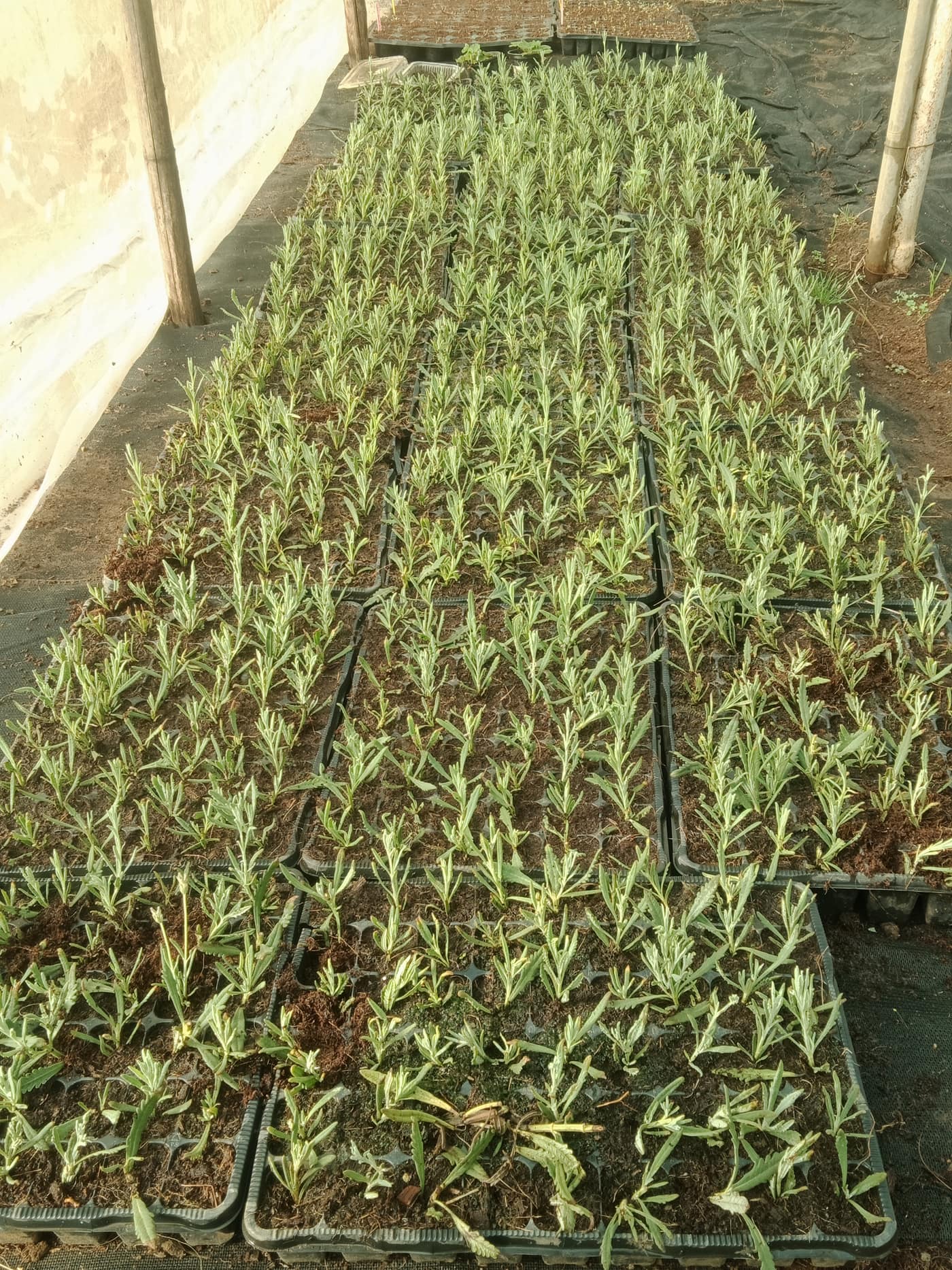 GGG Produce farm and herb photography (39)