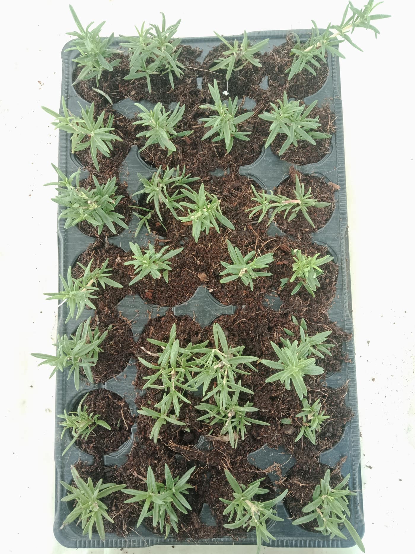 GGG Produce farm and herb photography (42)