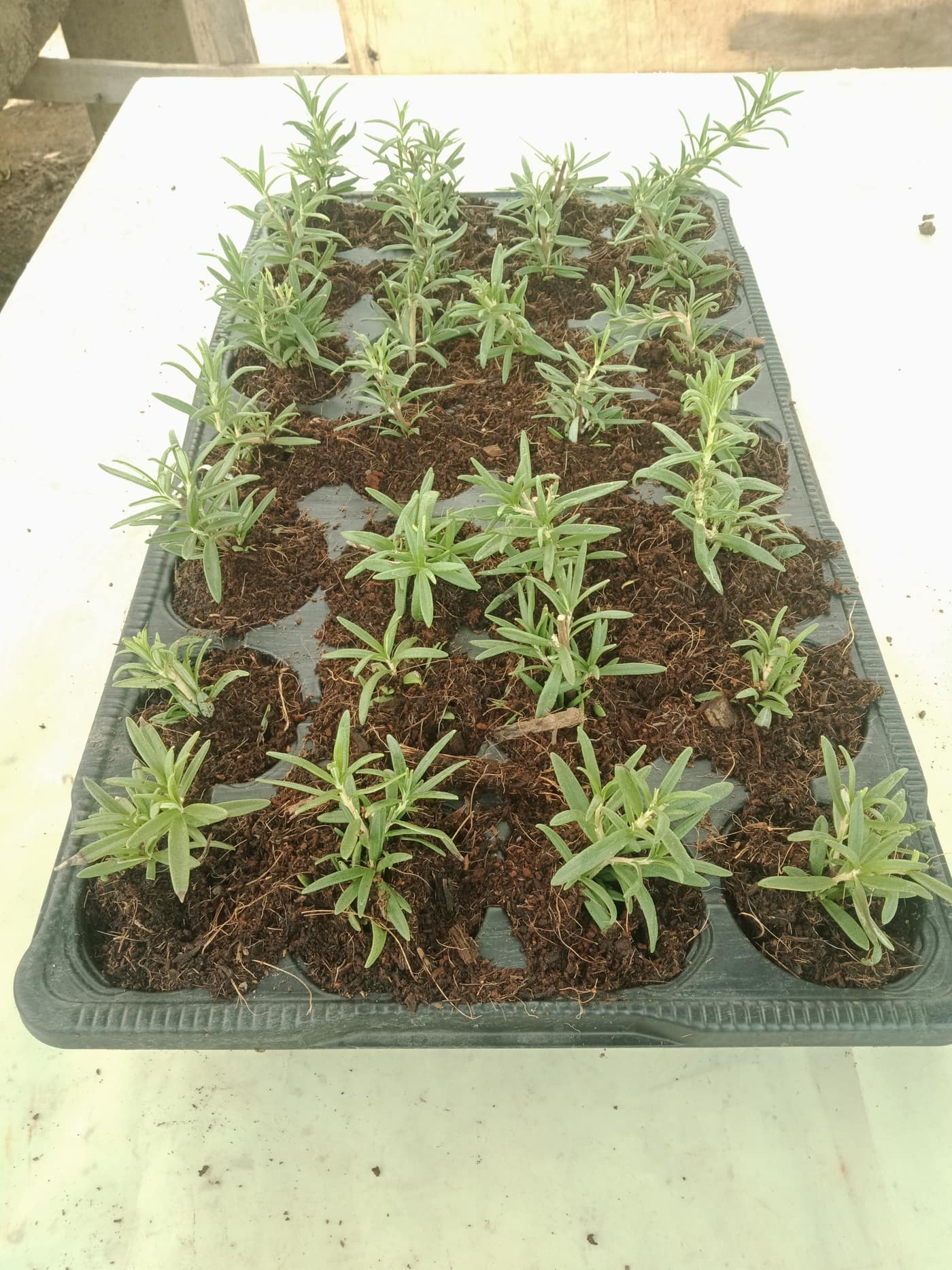 GGG Produce farm and herb photography (43)