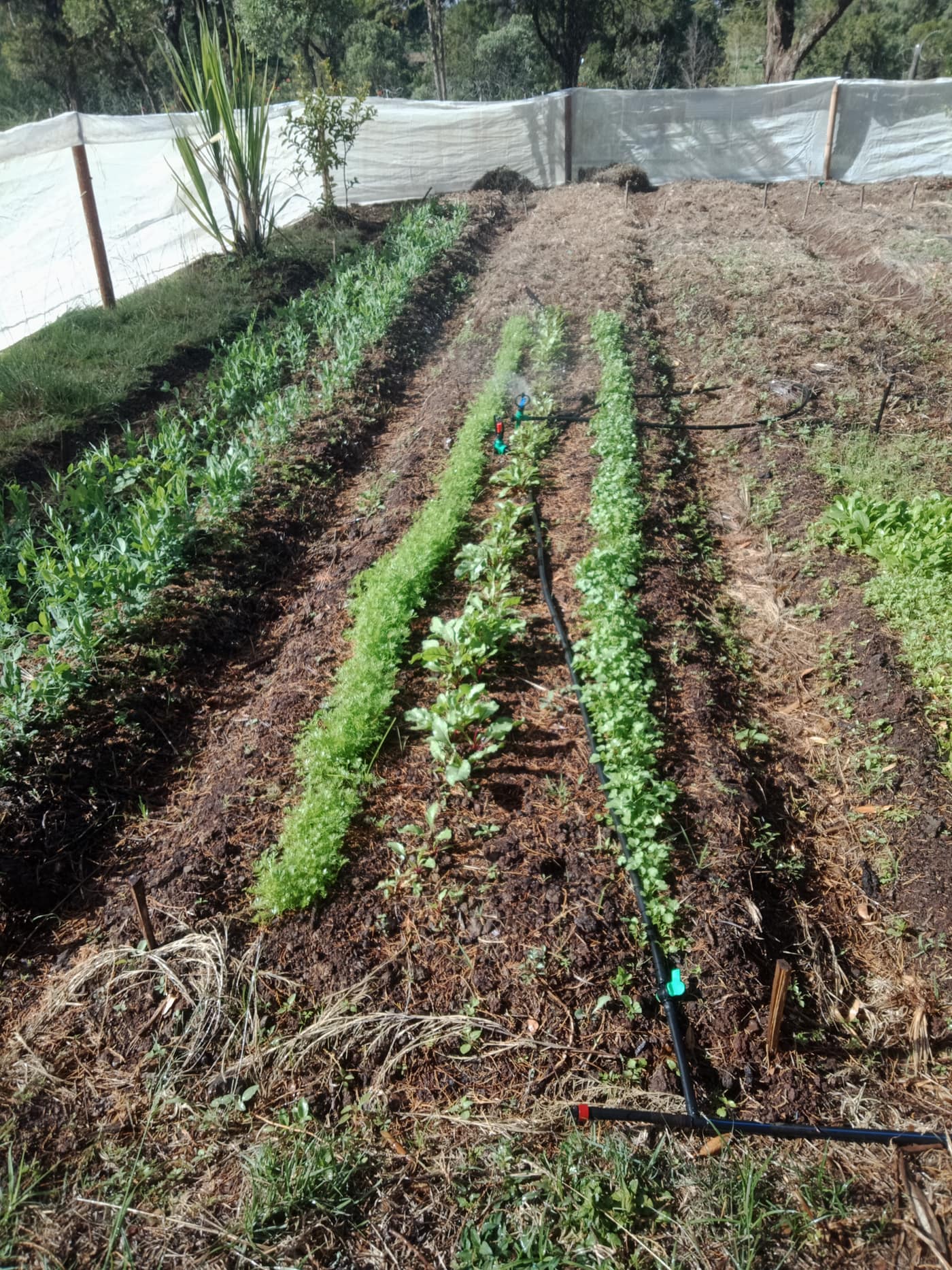 GGG Produce farm and herb photography (46)