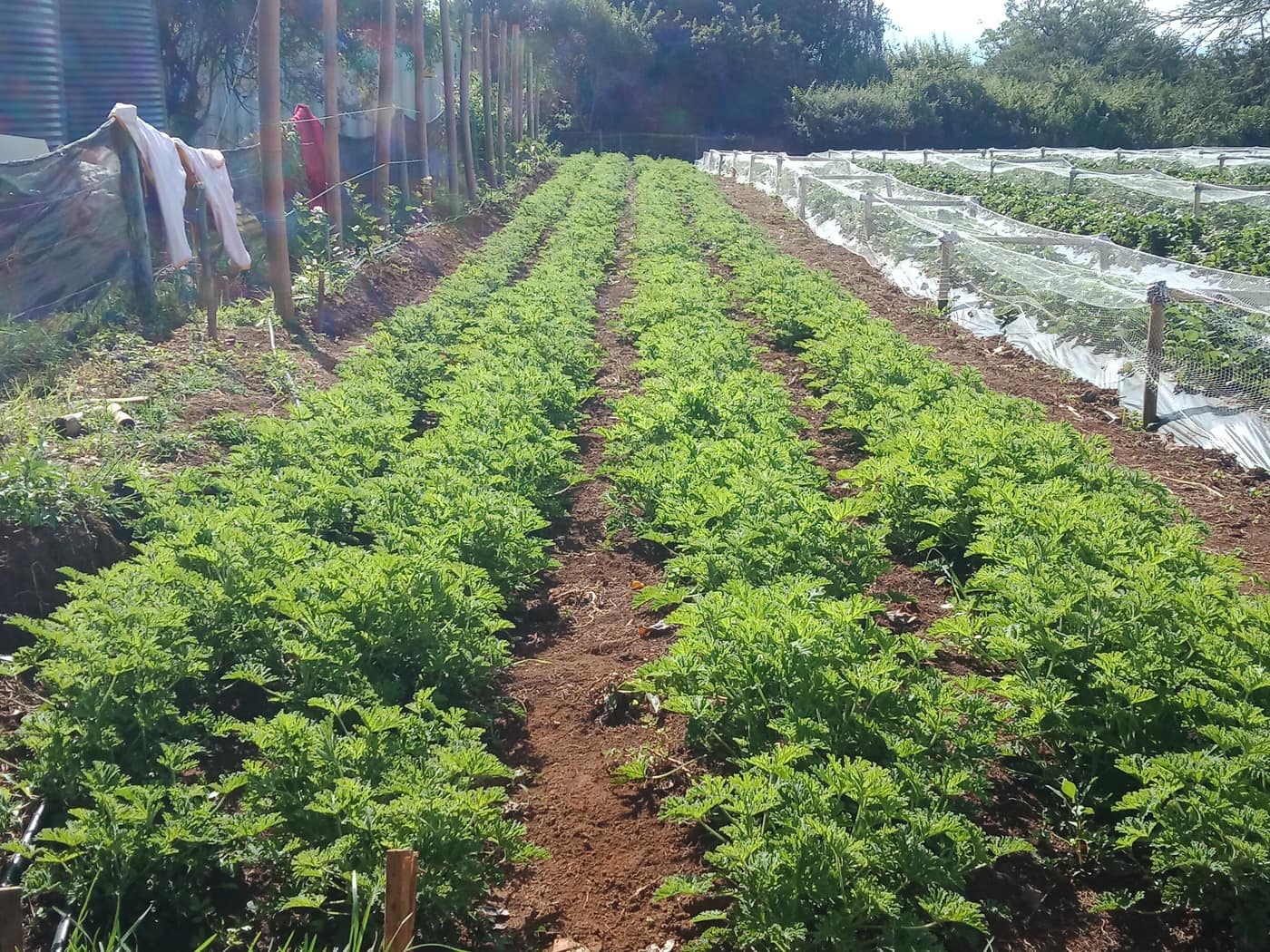 GGG Produce farm and herb photography (48)