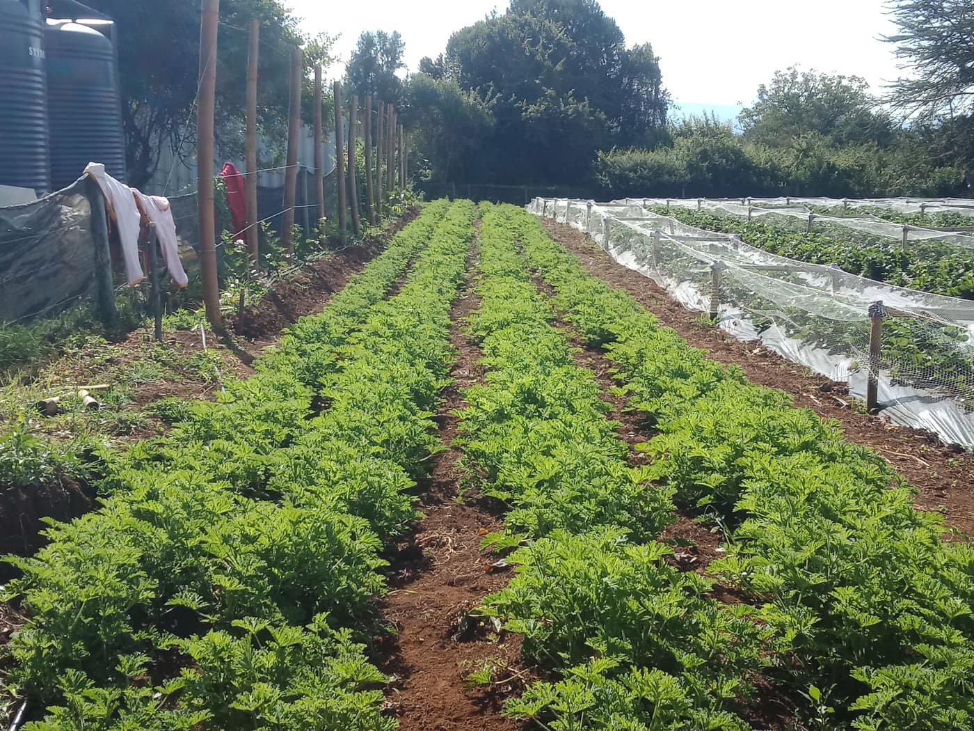 GGG Produce farm and herb photography (49)