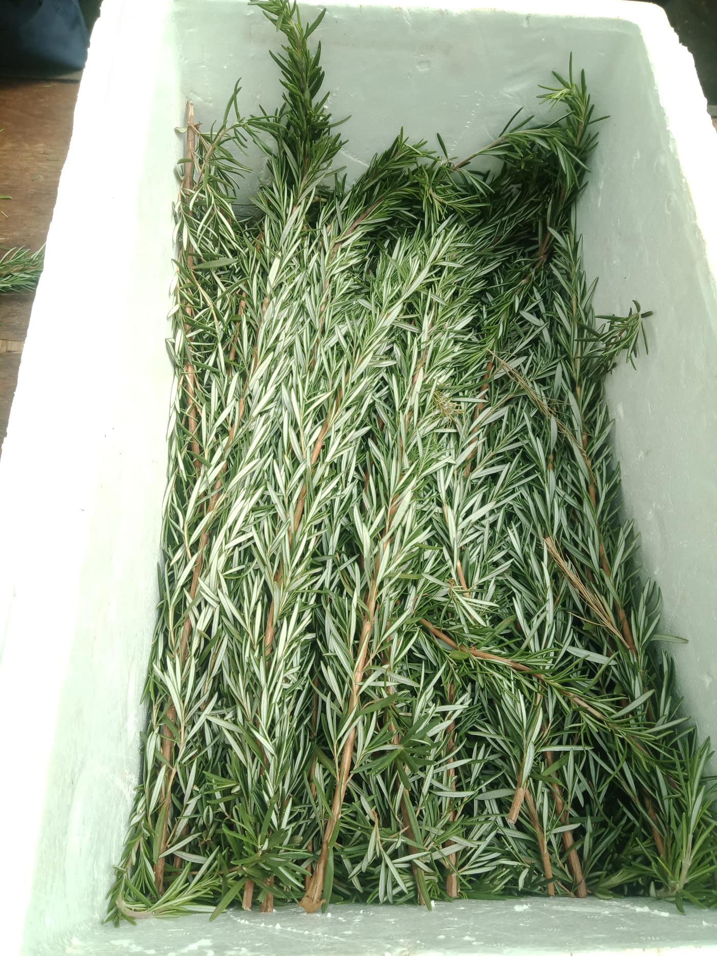 Fresh rosemary packed in a styrofoam cooler for cold storage