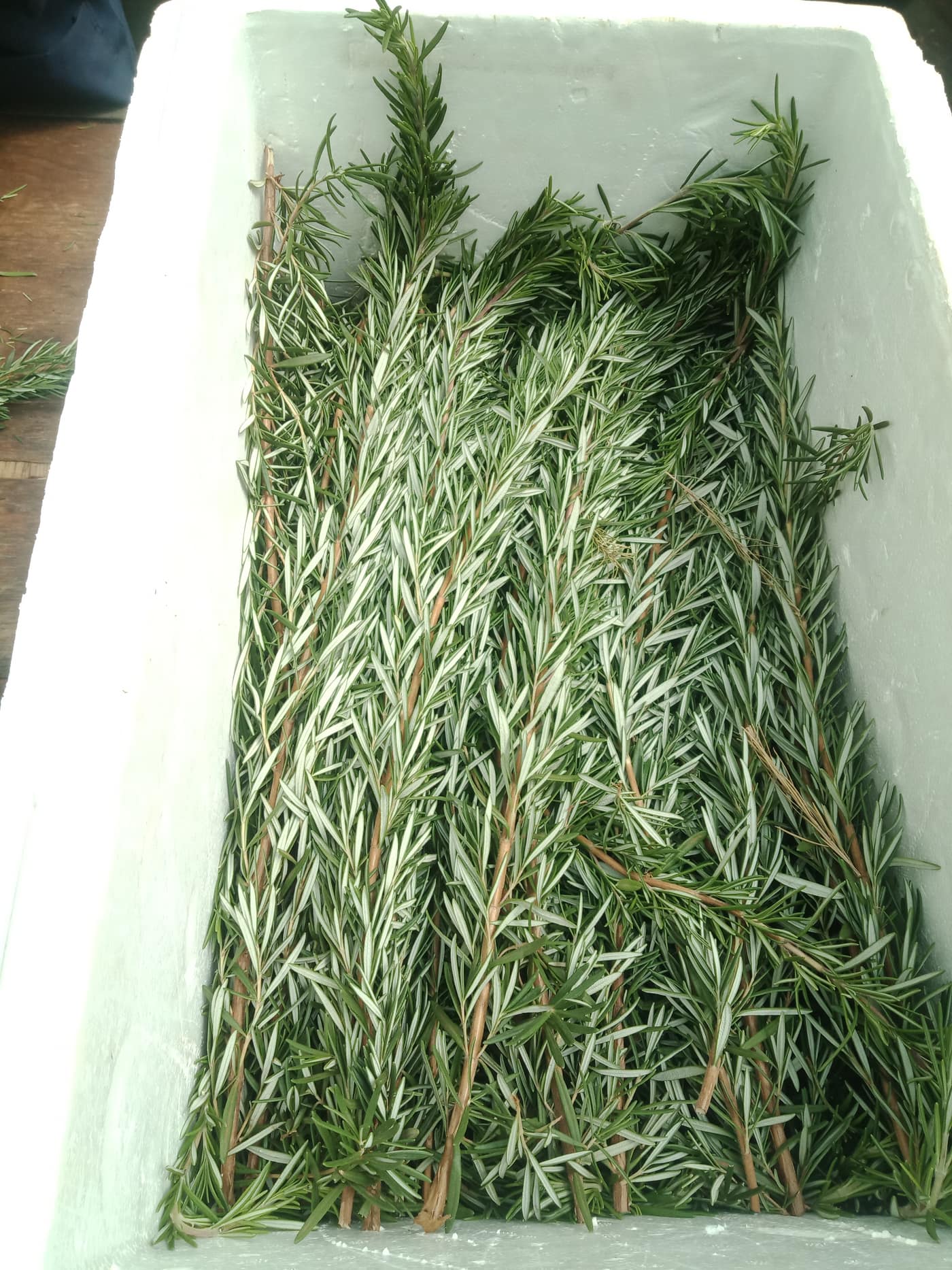 Insulated cooler lined with rosemary sprigs for chilled transport