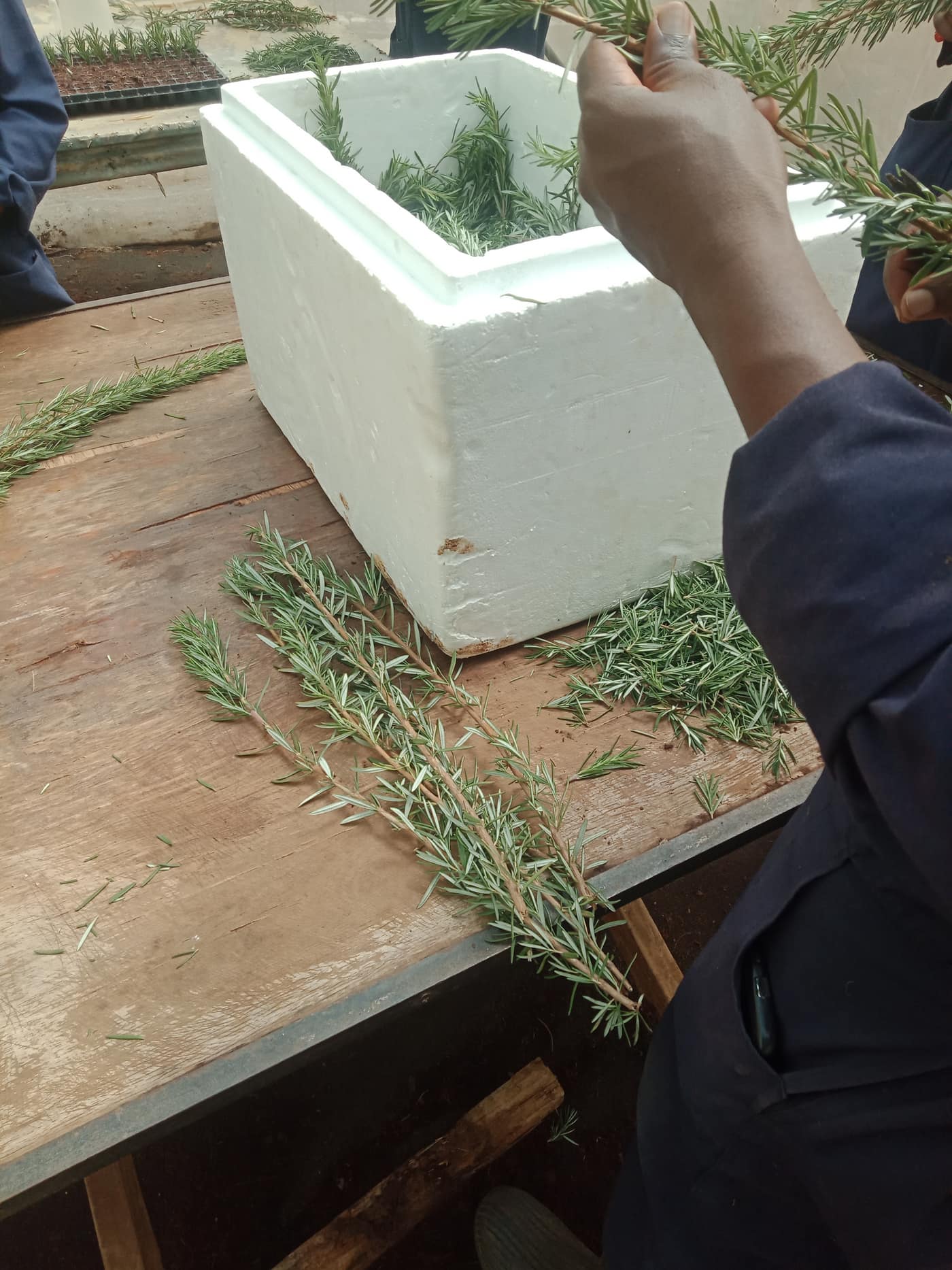 Packing fresh rosemary sprigs into a cooler on a workbench