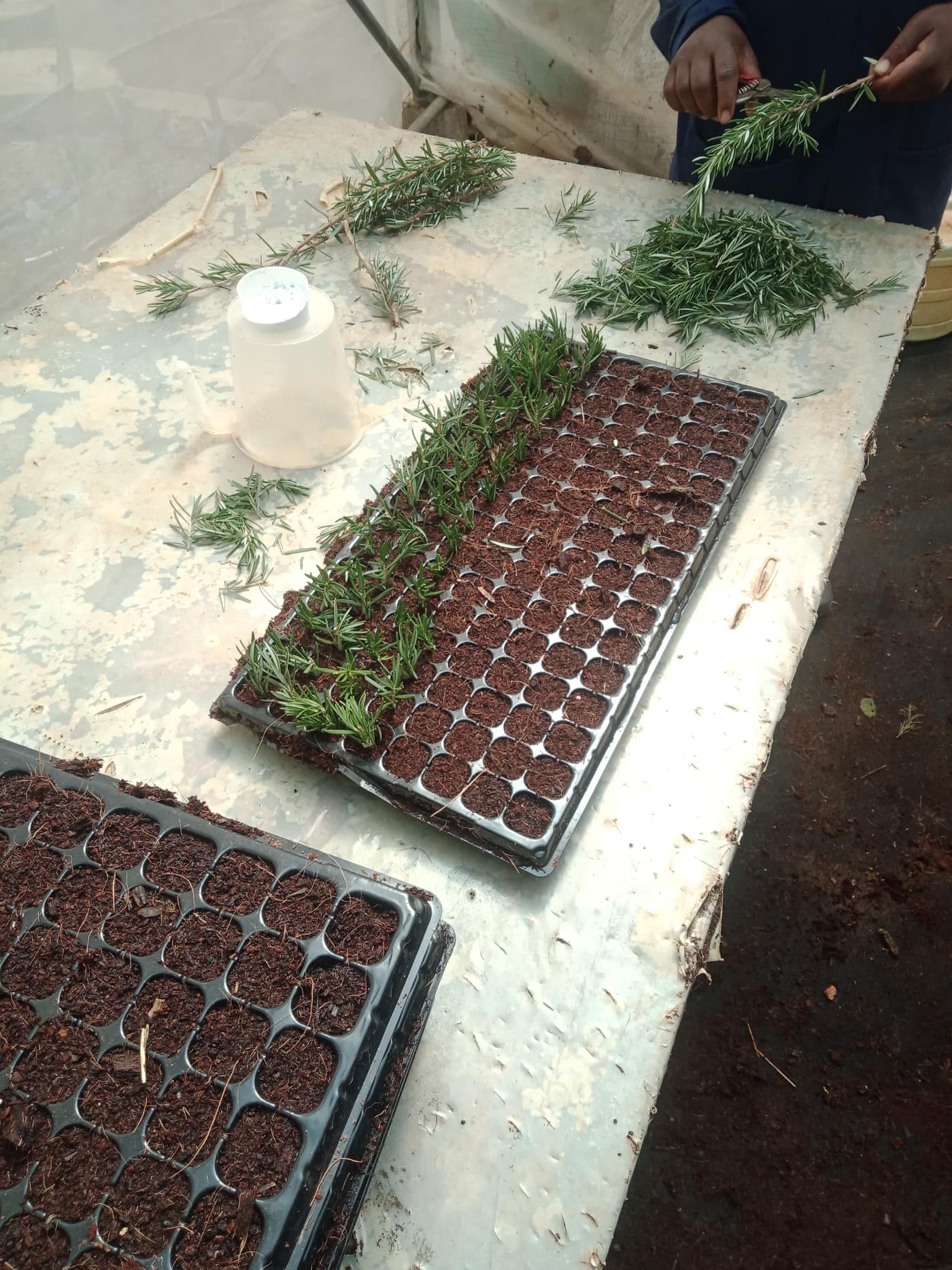 GGG Produce farm and herb photography (54)