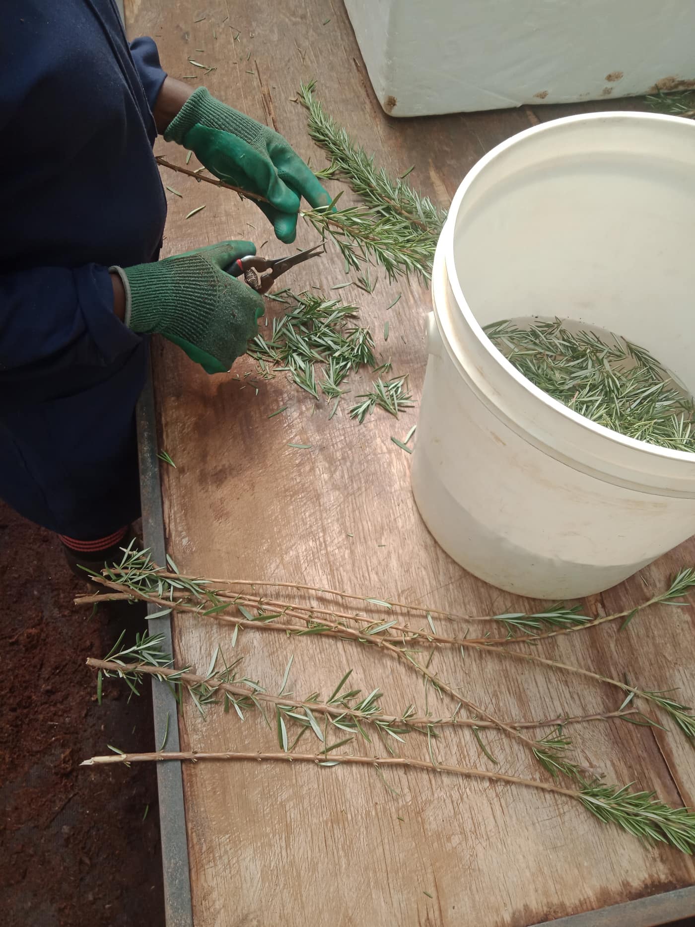 Gloved hands trimming rosemary sprigs on a packing table