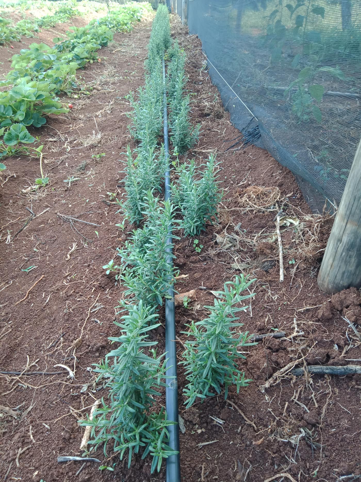 GGG Produce farm and herb photography (57)