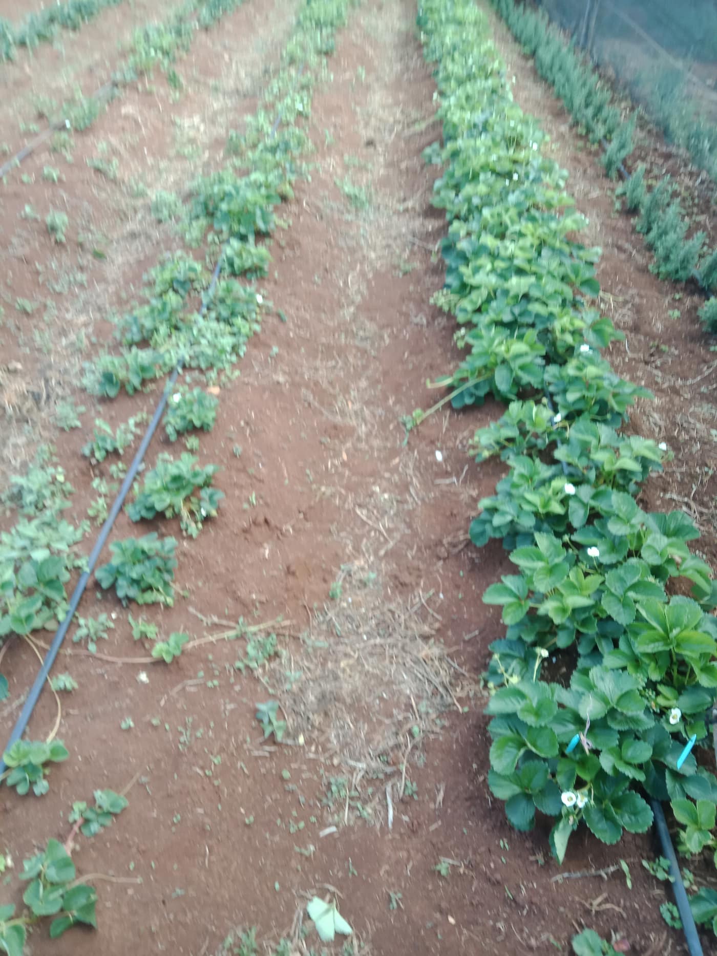 GGG Produce farm and herb photography (58)