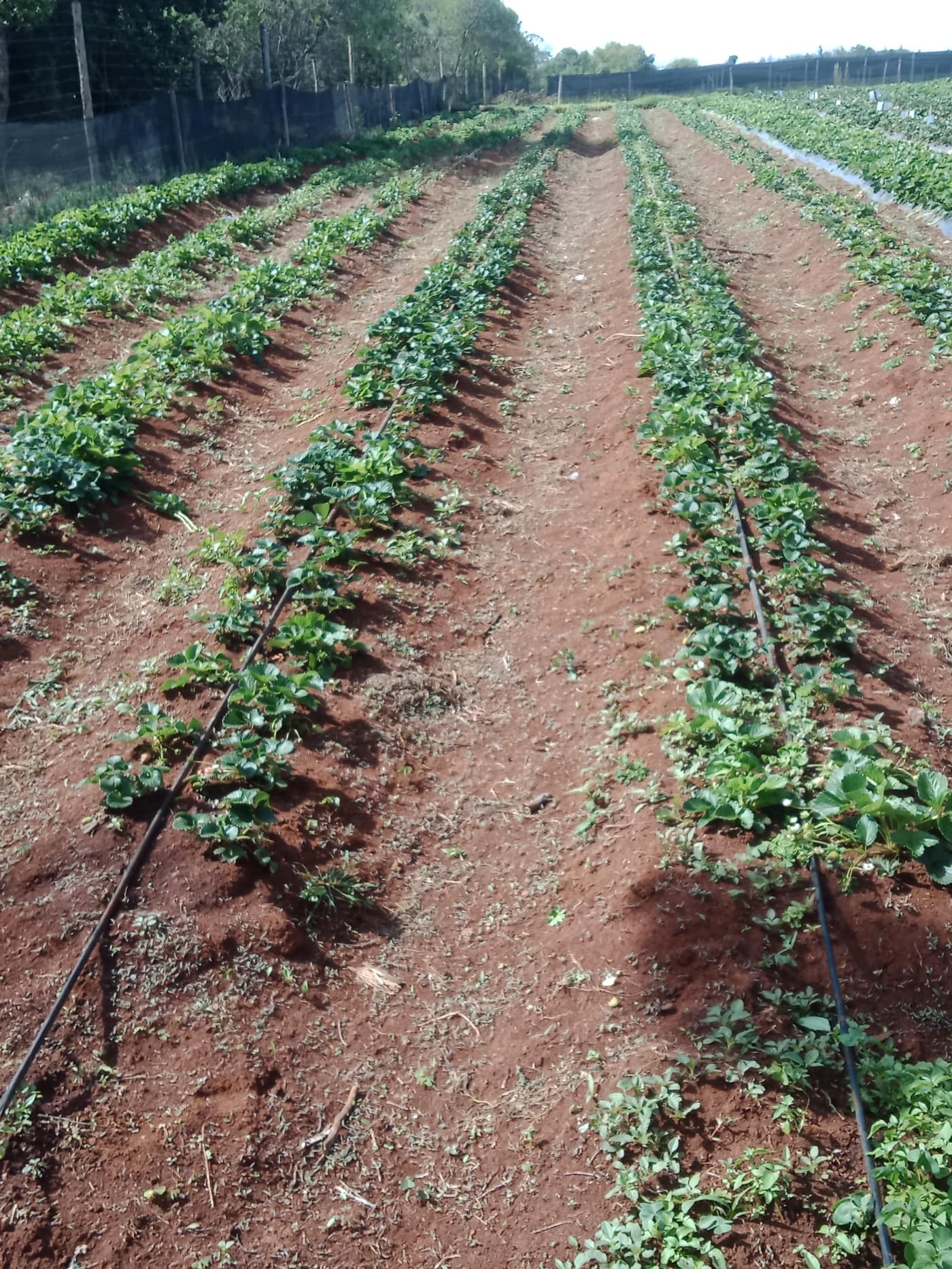 GGG Produce farm and herb photography (59)
