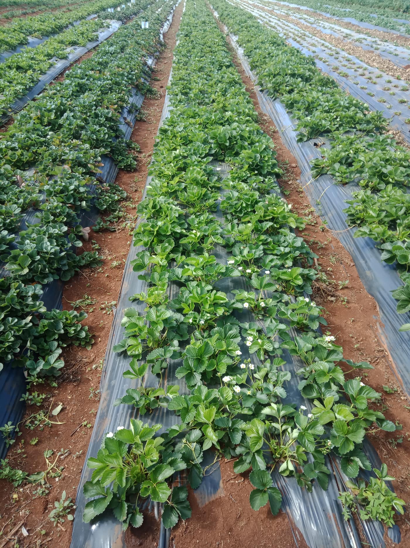 GGG Produce farm and herb photography (61)