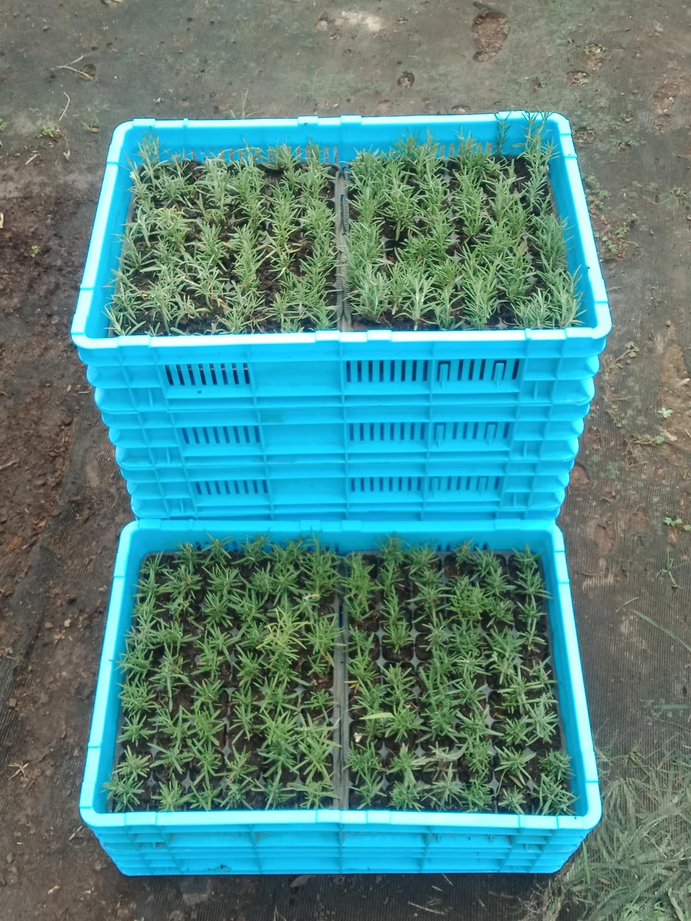 GGG Produce farm and herb photography (64)