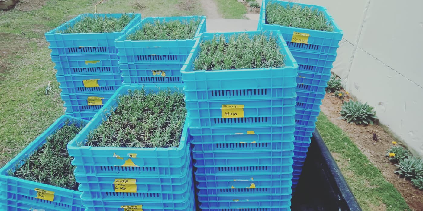 Labeled blue crates of freshly cut rosemary staged for transport