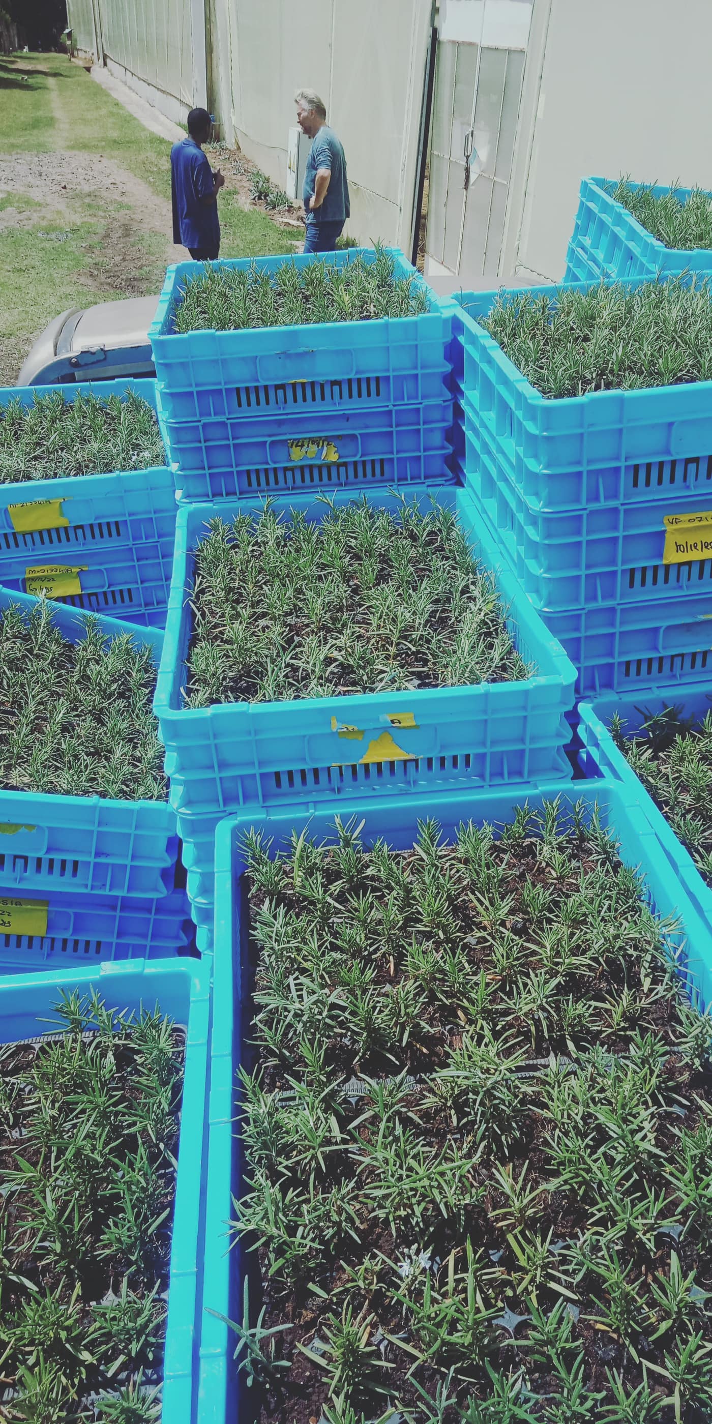 GGG Produce farm and herb photography (68)