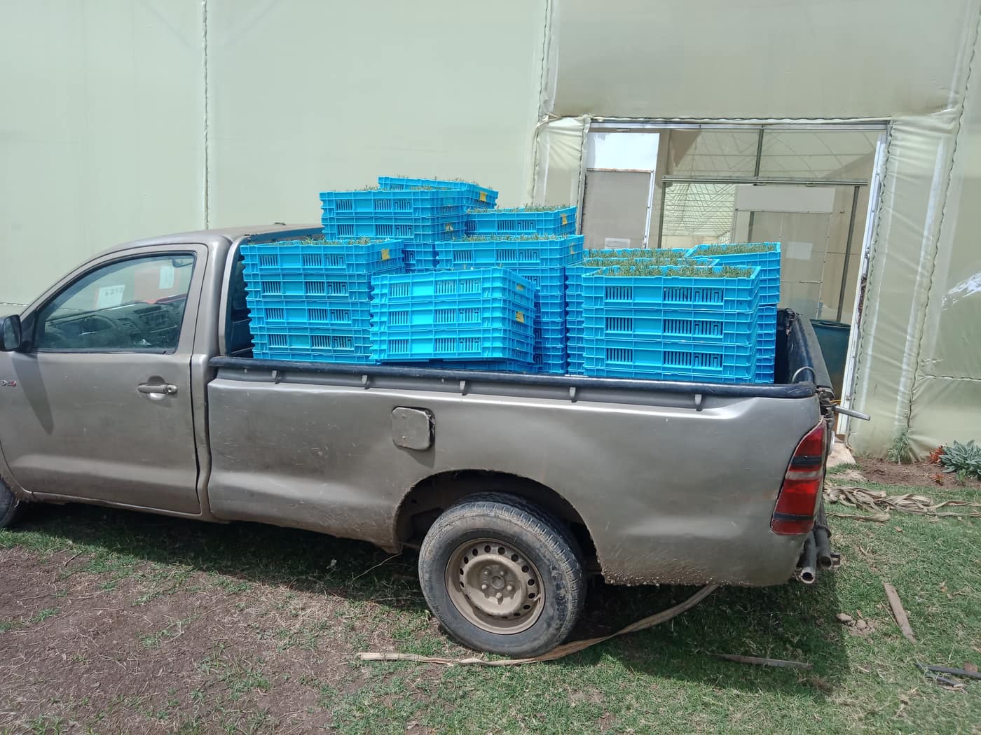 Pickup truck loaded with blue herb crates beside a greenhouse