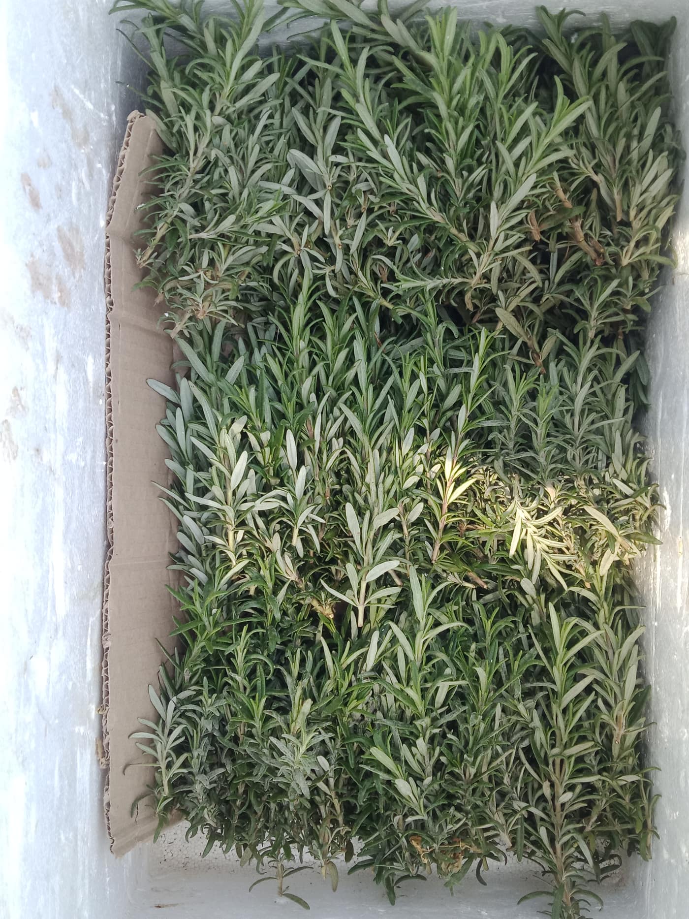 GGG Produce farm and herb photography (73)