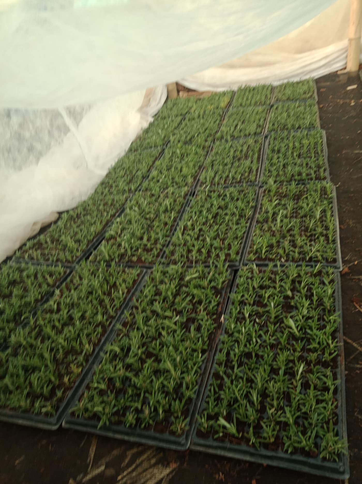 GGG Produce farm and herb photography (75)