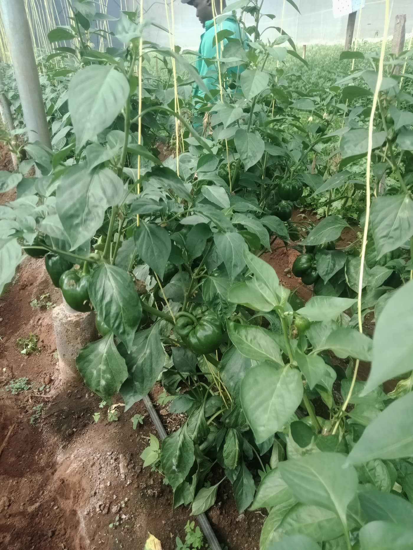 GGG Produce farm and herb photography (76)