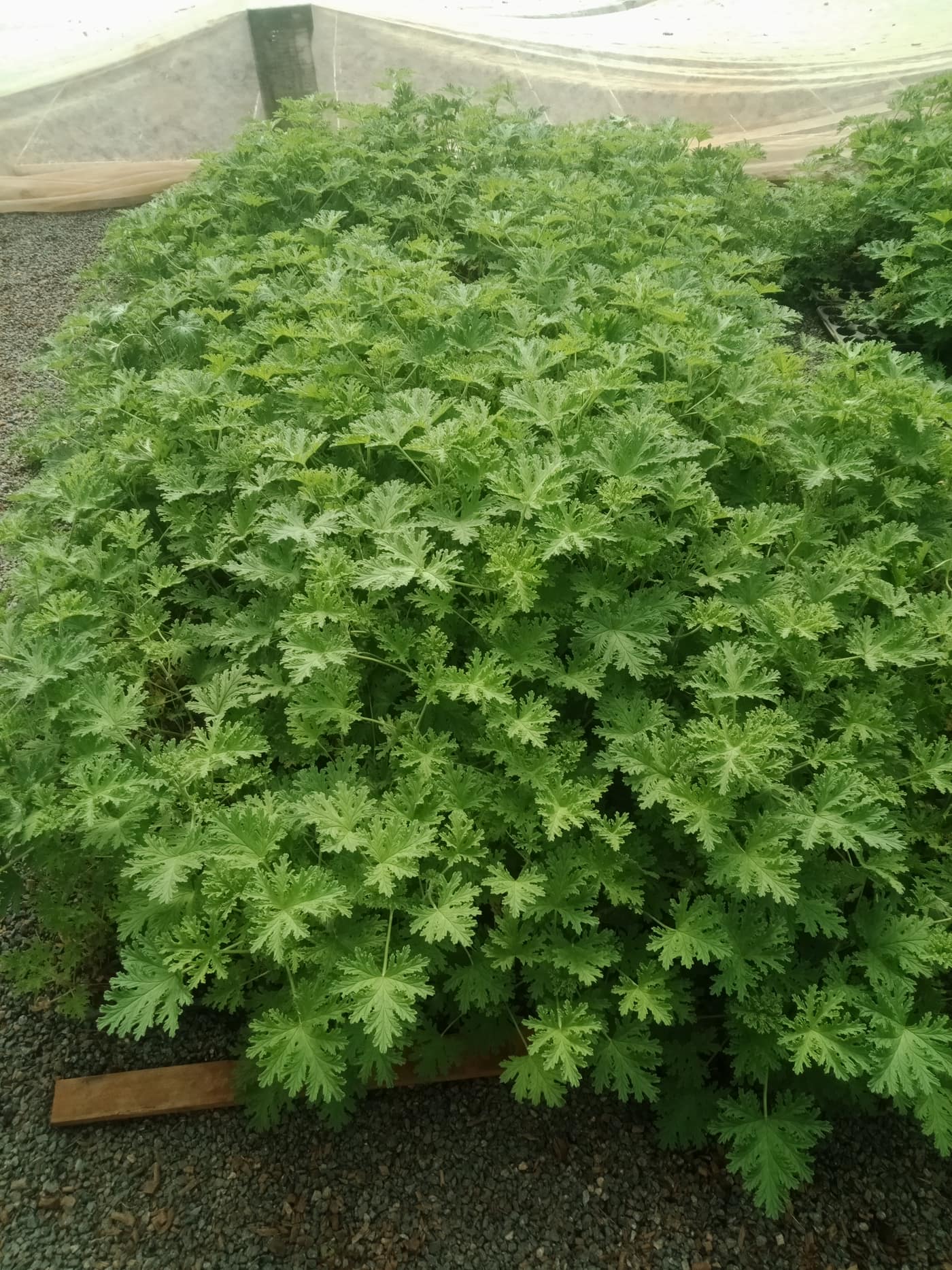 GGG Produce farm and herb photography (77)
