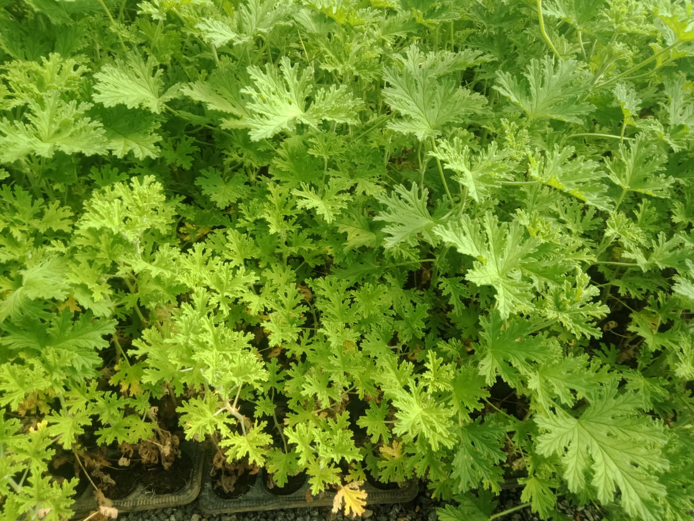 GGG Produce farm and herb photography (78)