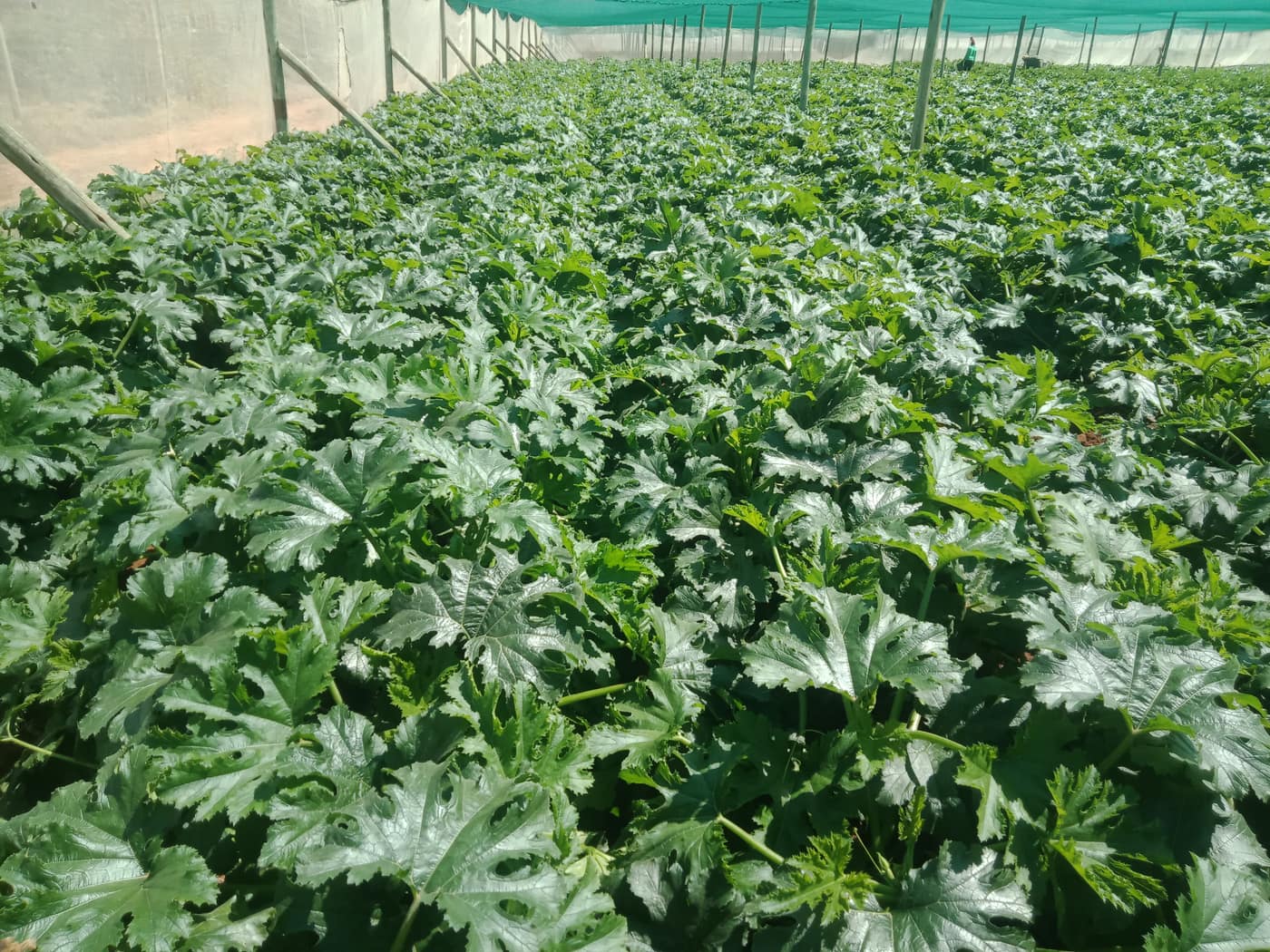 GGG Produce farm and herb photography (79)