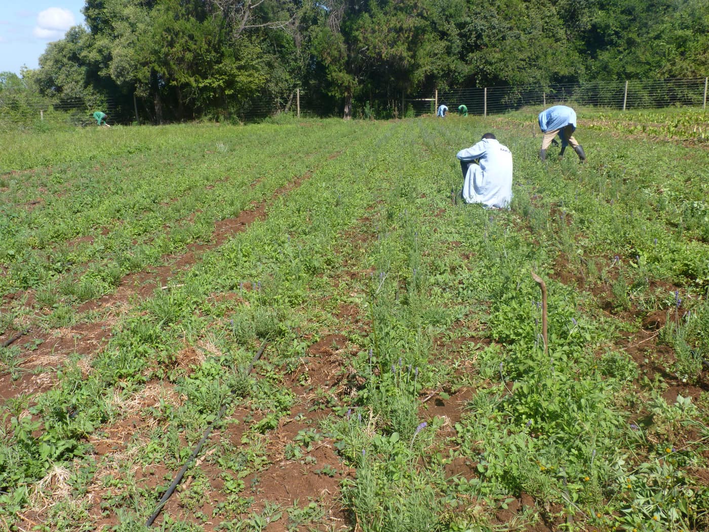 GGG Produce farm and herb photography (87)