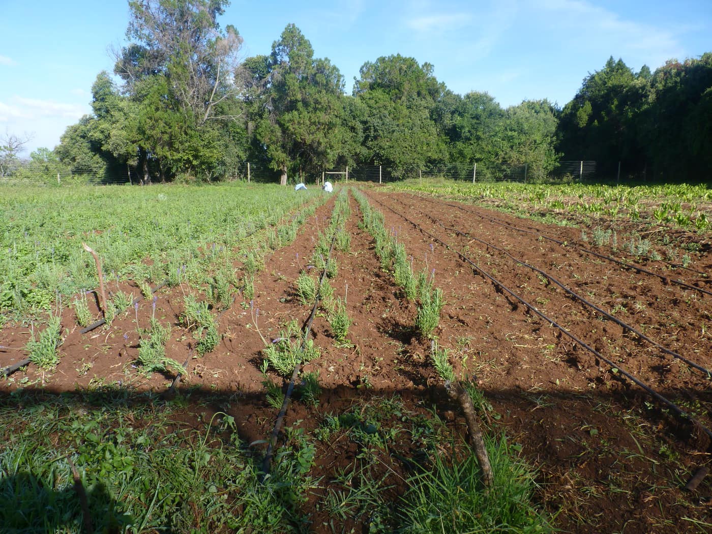 GGG Produce farm and herb photography (88)