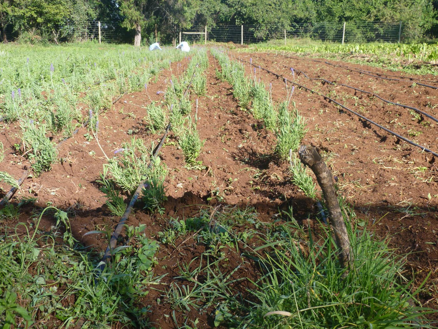 GGG Produce farm and herb photography (89)