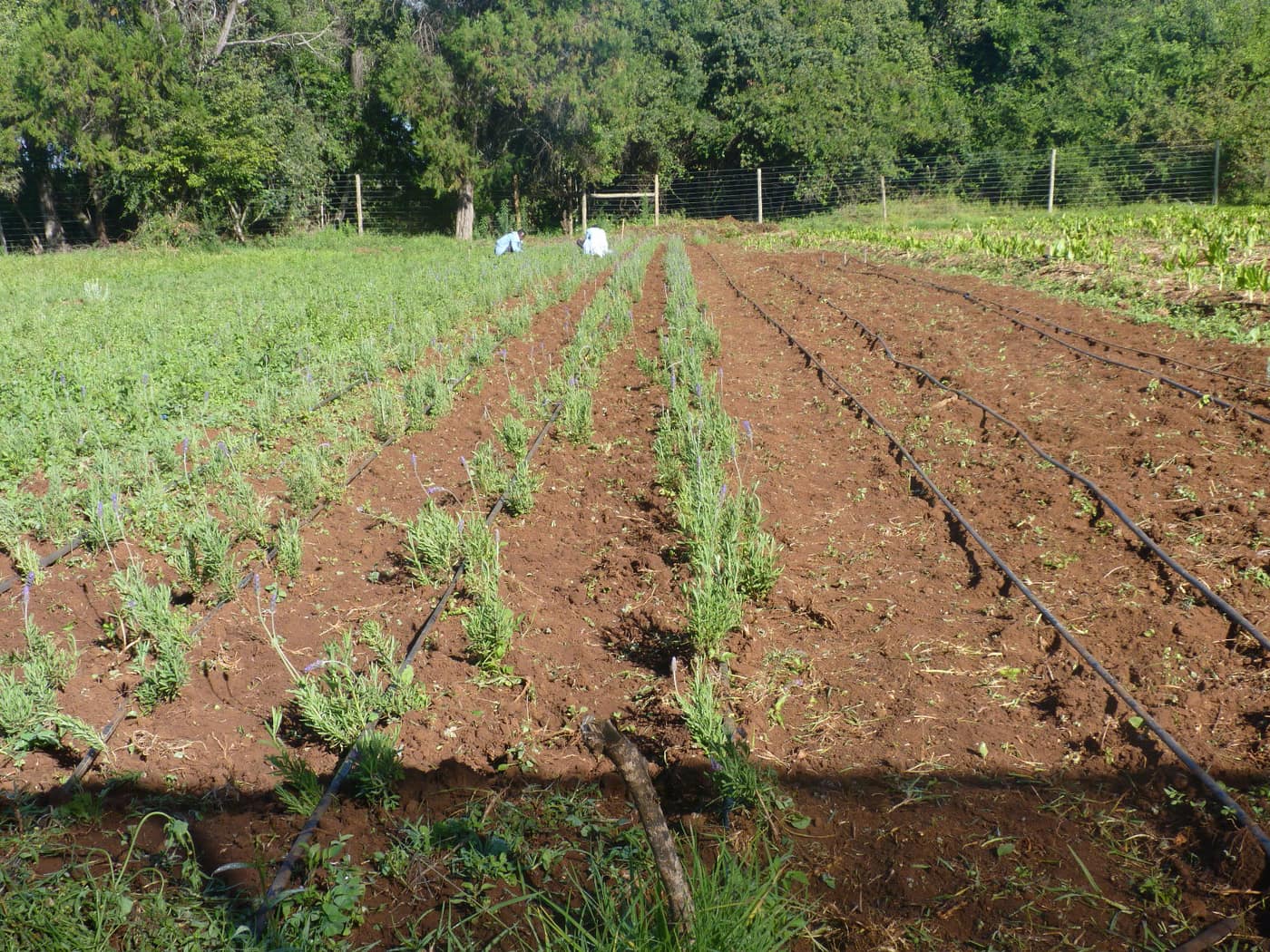 GGG Produce farm and herb photography (90)