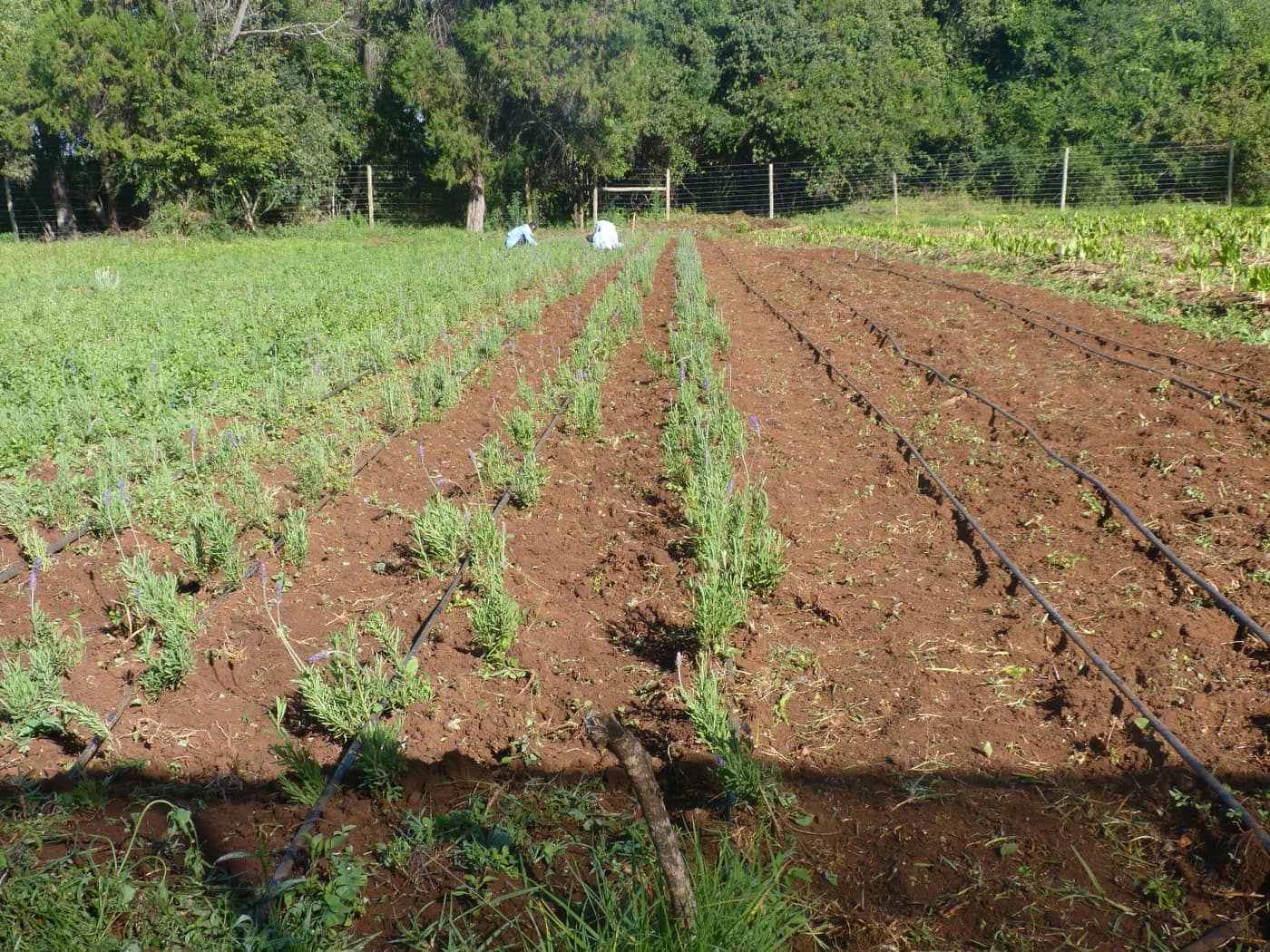 GGG Produce farm and herb photography (91)