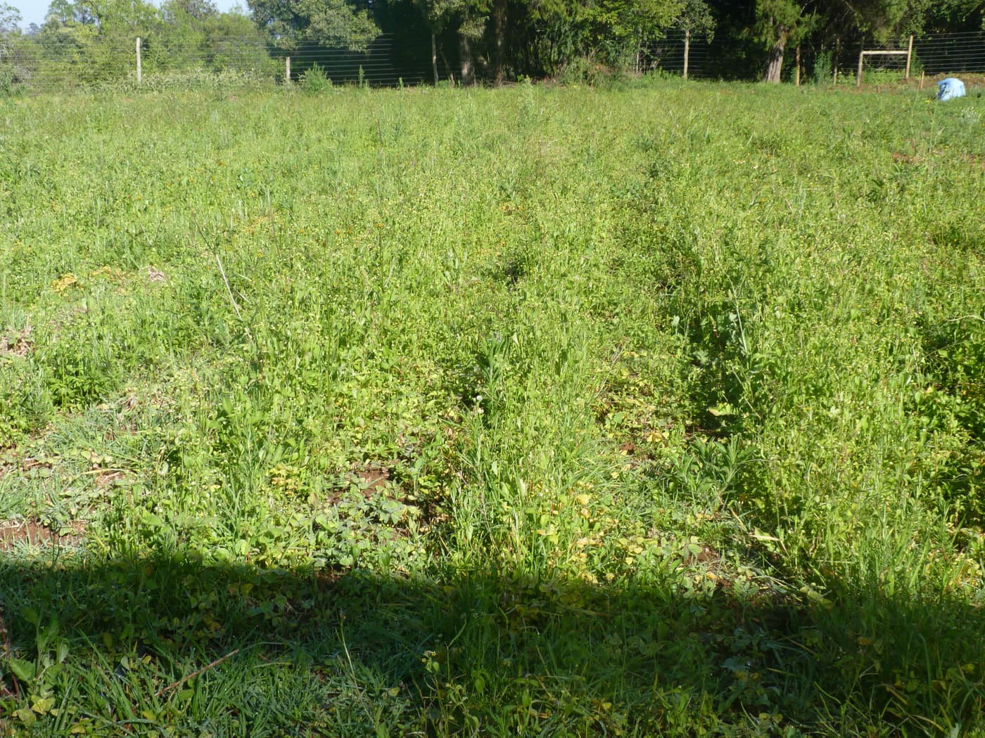GGG Produce farm and herb photography (93)