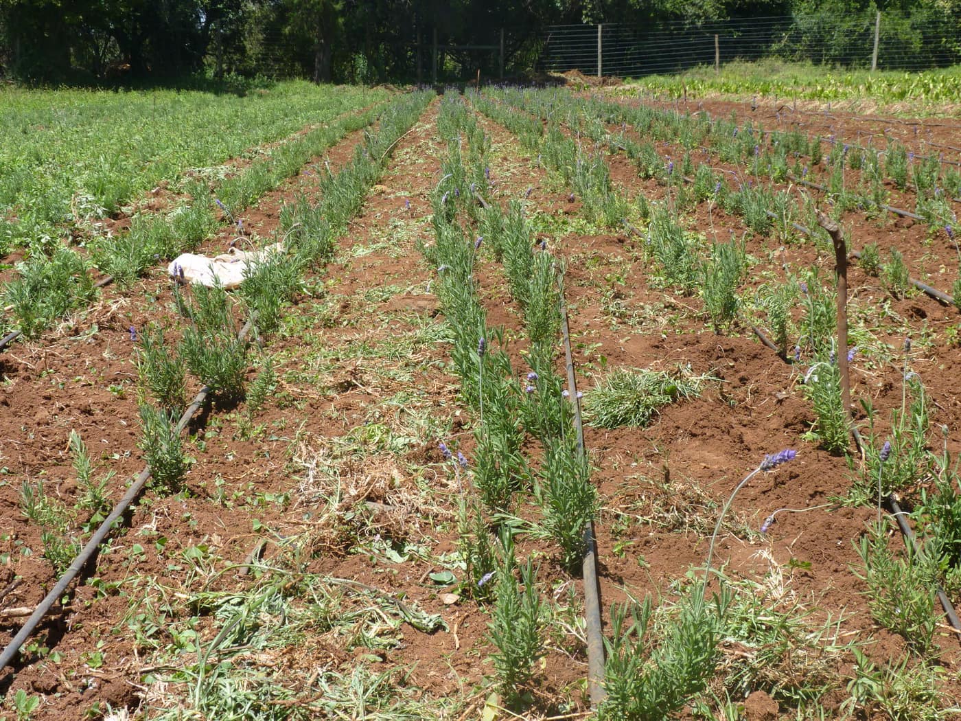 GGG Produce farm and herb photography (94)