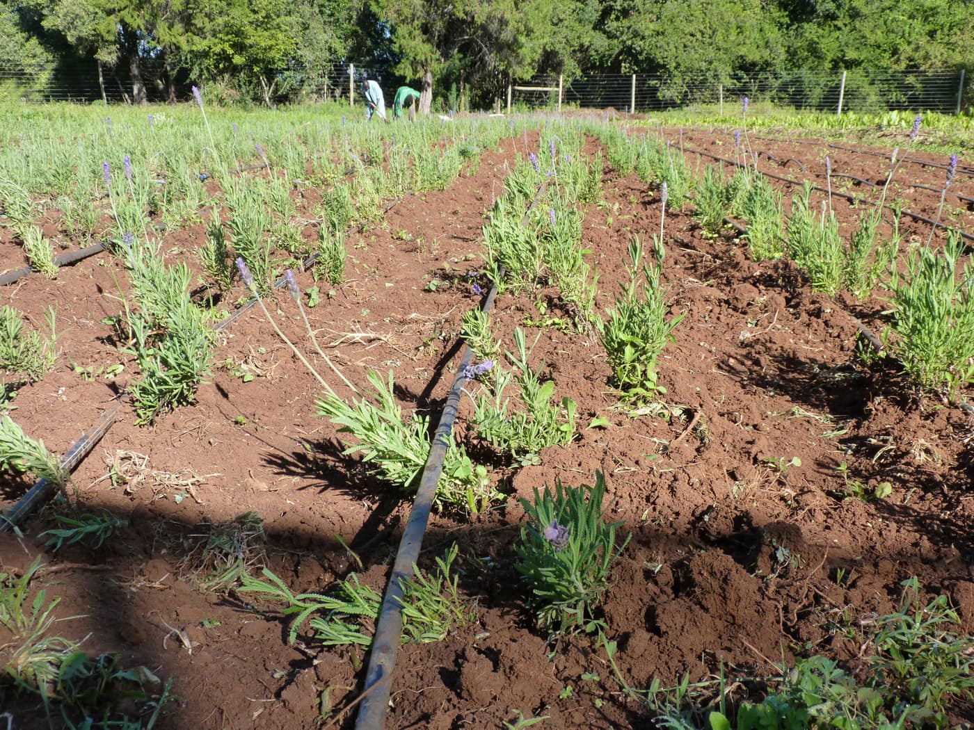 GGG Produce farm and herb photography (97)