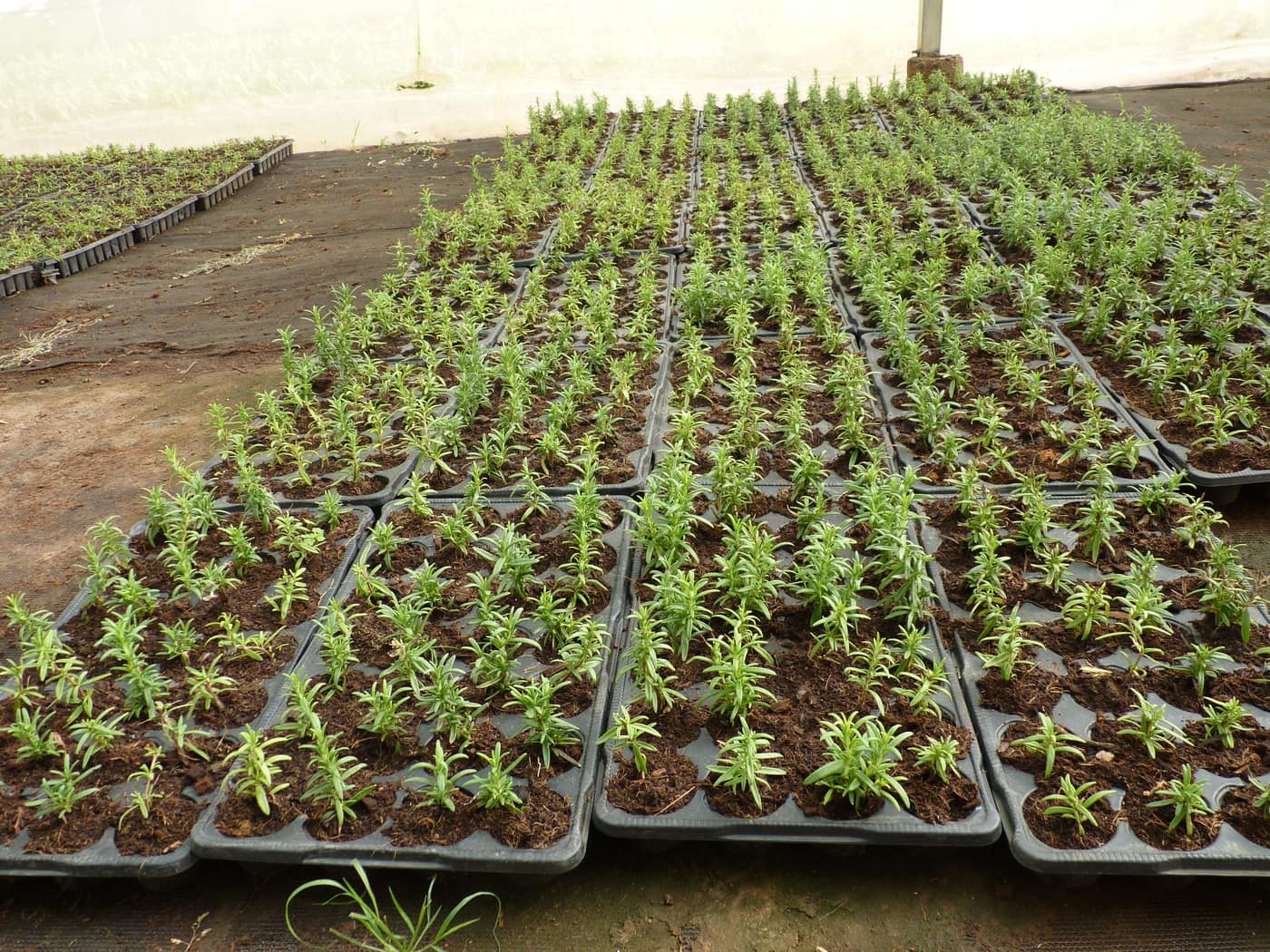 GGG Produce farm and herb photography (99)