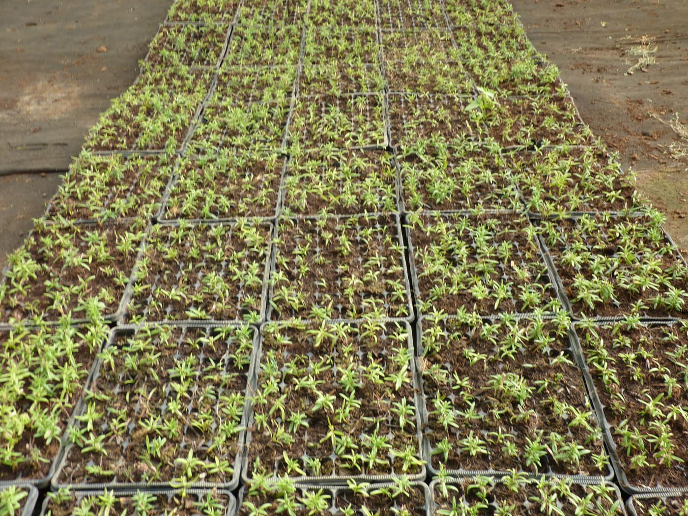 GGG Produce farm and herb photography (101)
