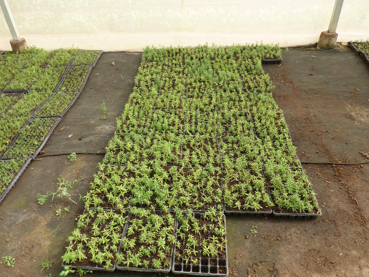 GGG Produce farm and herb photography (102)