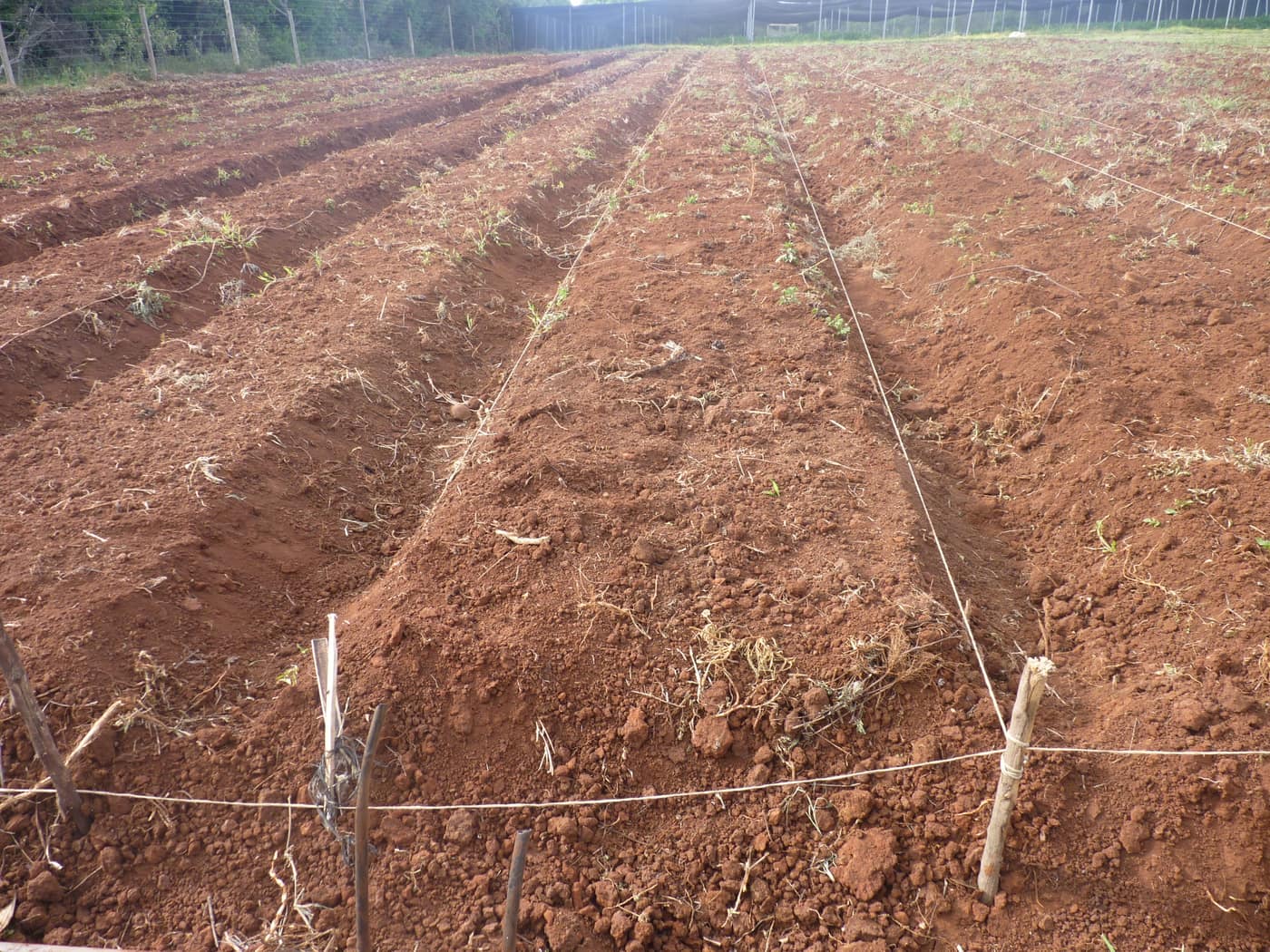 GGG Produce farm and herb photography (103)