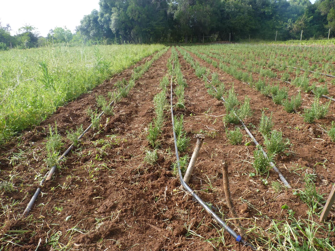 GGG Produce farm and herb photography (106)