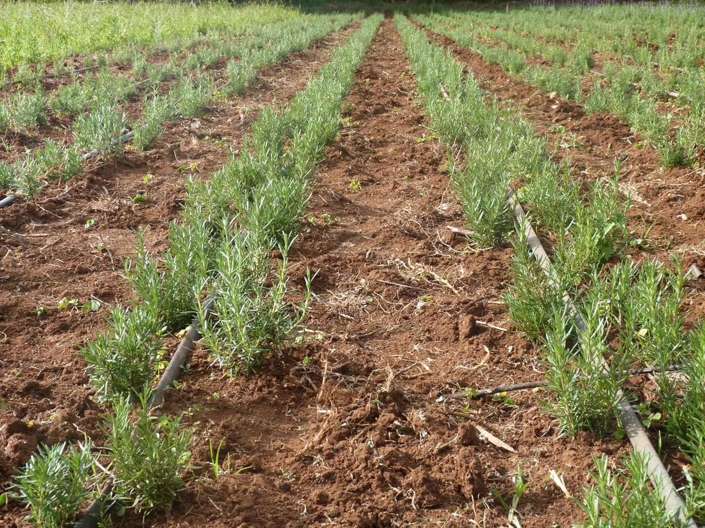GGG Produce farm and herb photography (108)