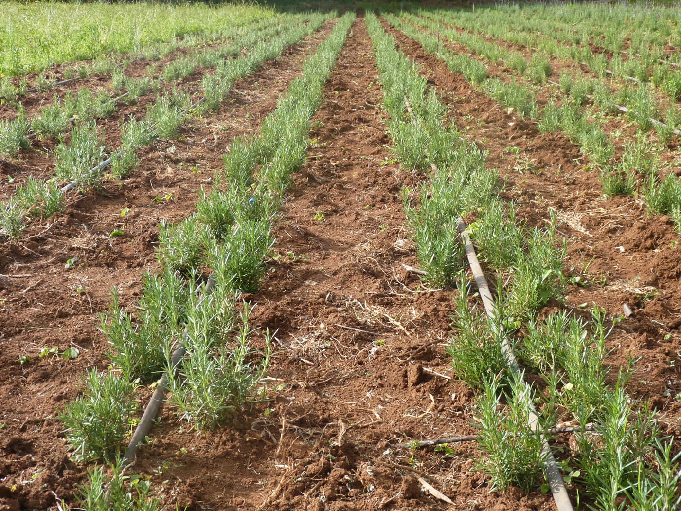 GGG Produce farm and herb photography (109)