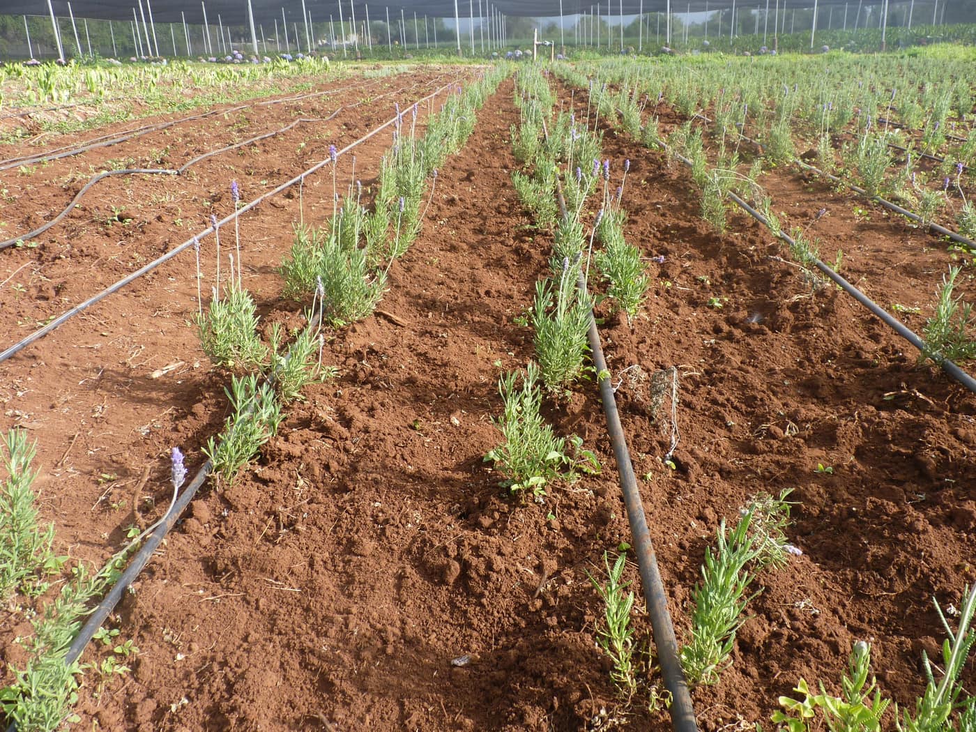 GGG Produce farm and herb photography (112)